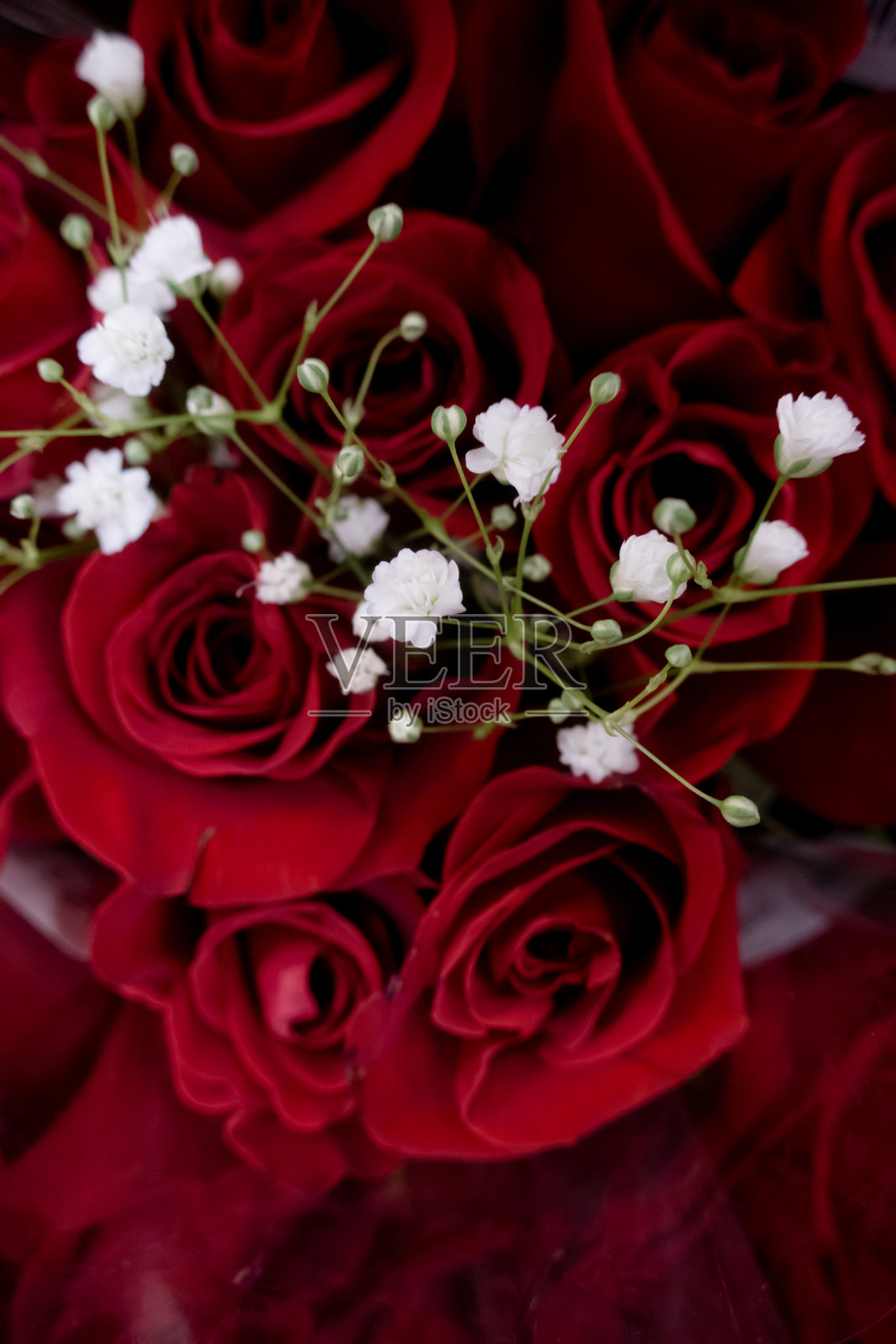 红玫瑰照片摄影图片