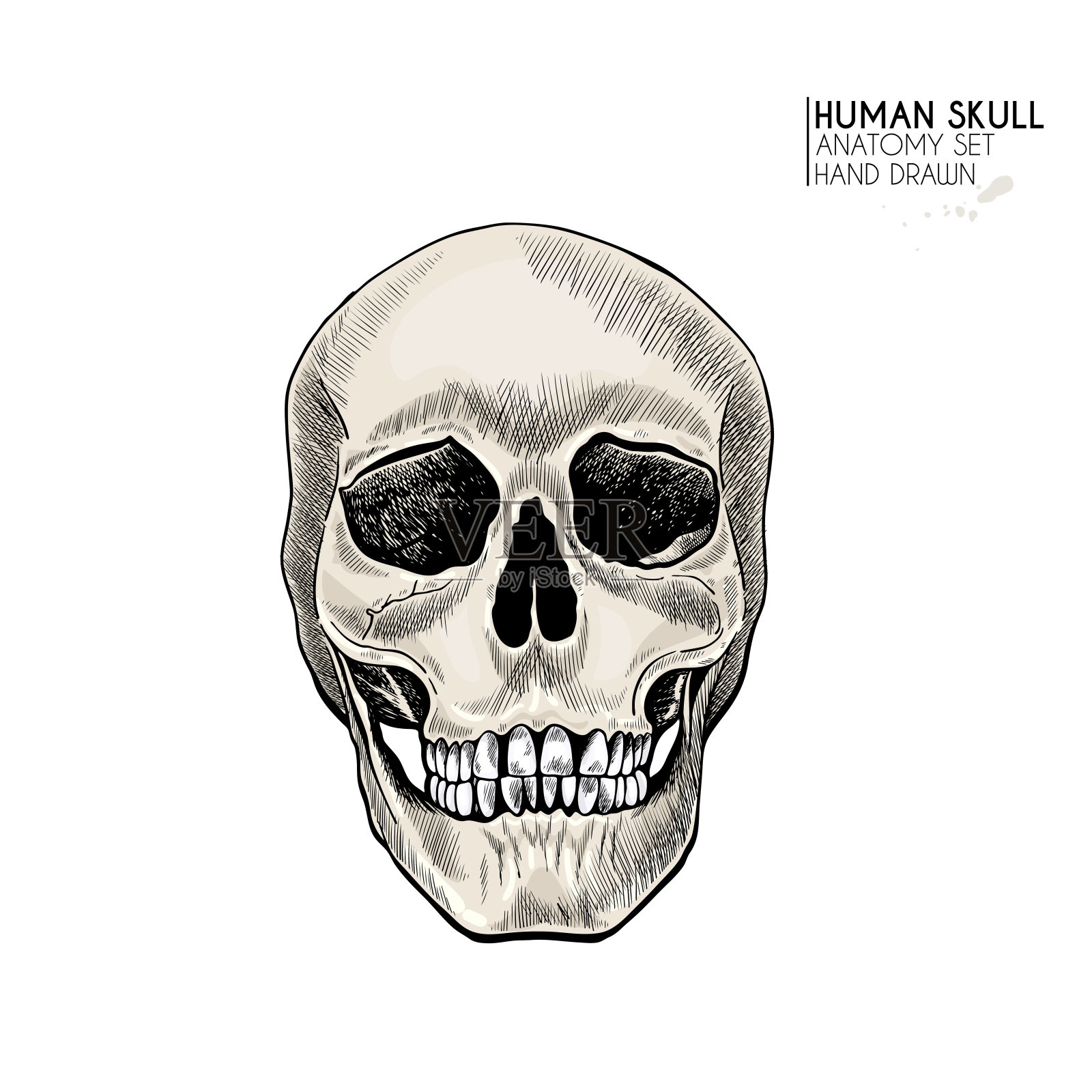 手绘解剖集。载体人体部位，骨骼。头骨额观点。古董药用插图。用于万圣节海报，医学地图集，科学逼真图像。插画图片素材