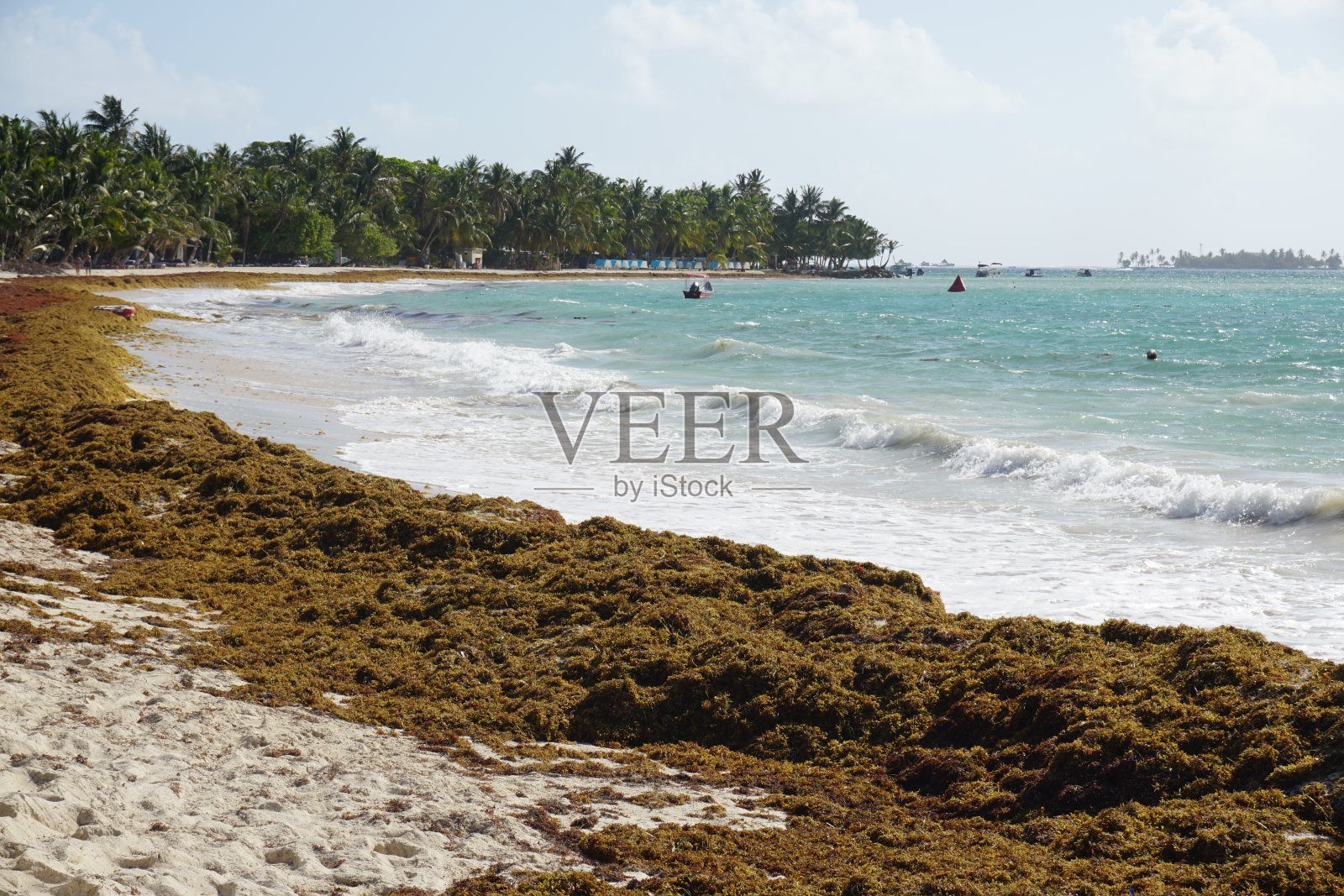 萨尔加佐现象，宏观计划照片摄影图片