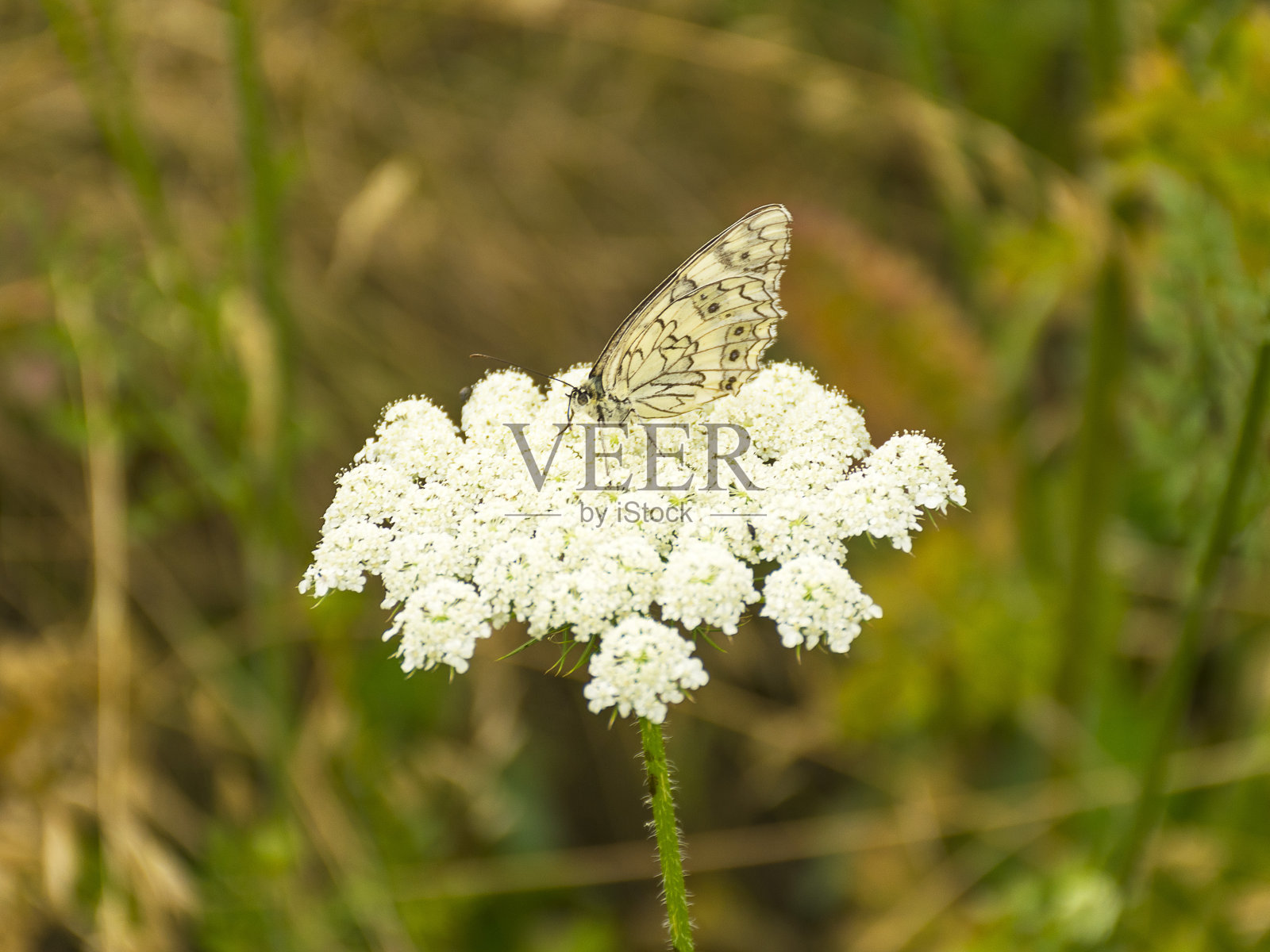 白花牛欧芹。盛开在天然草地上。一朵花的一部分。照片摄影图片