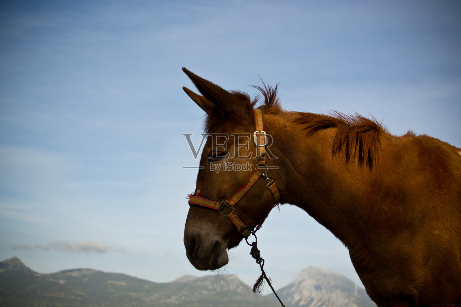 马照片摄影图片