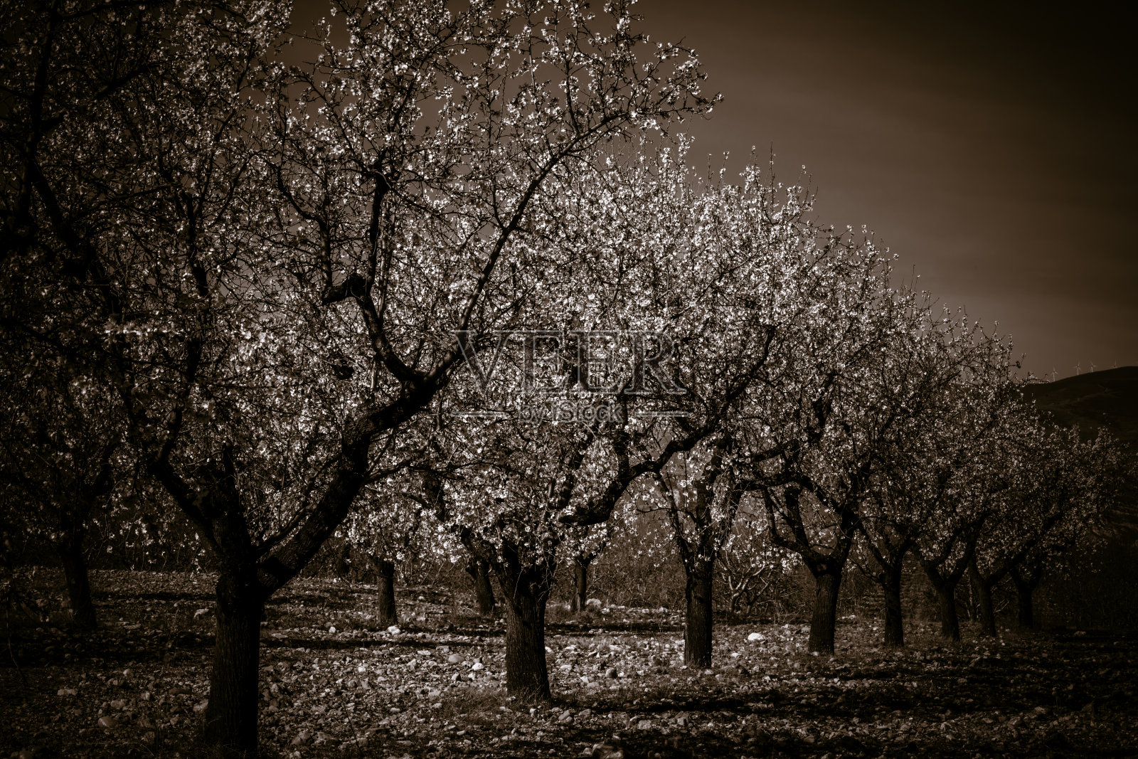 饱和度降低的照片，一个盛开的田野杏树与鲜花在春天的一天-图像照片摄影图片