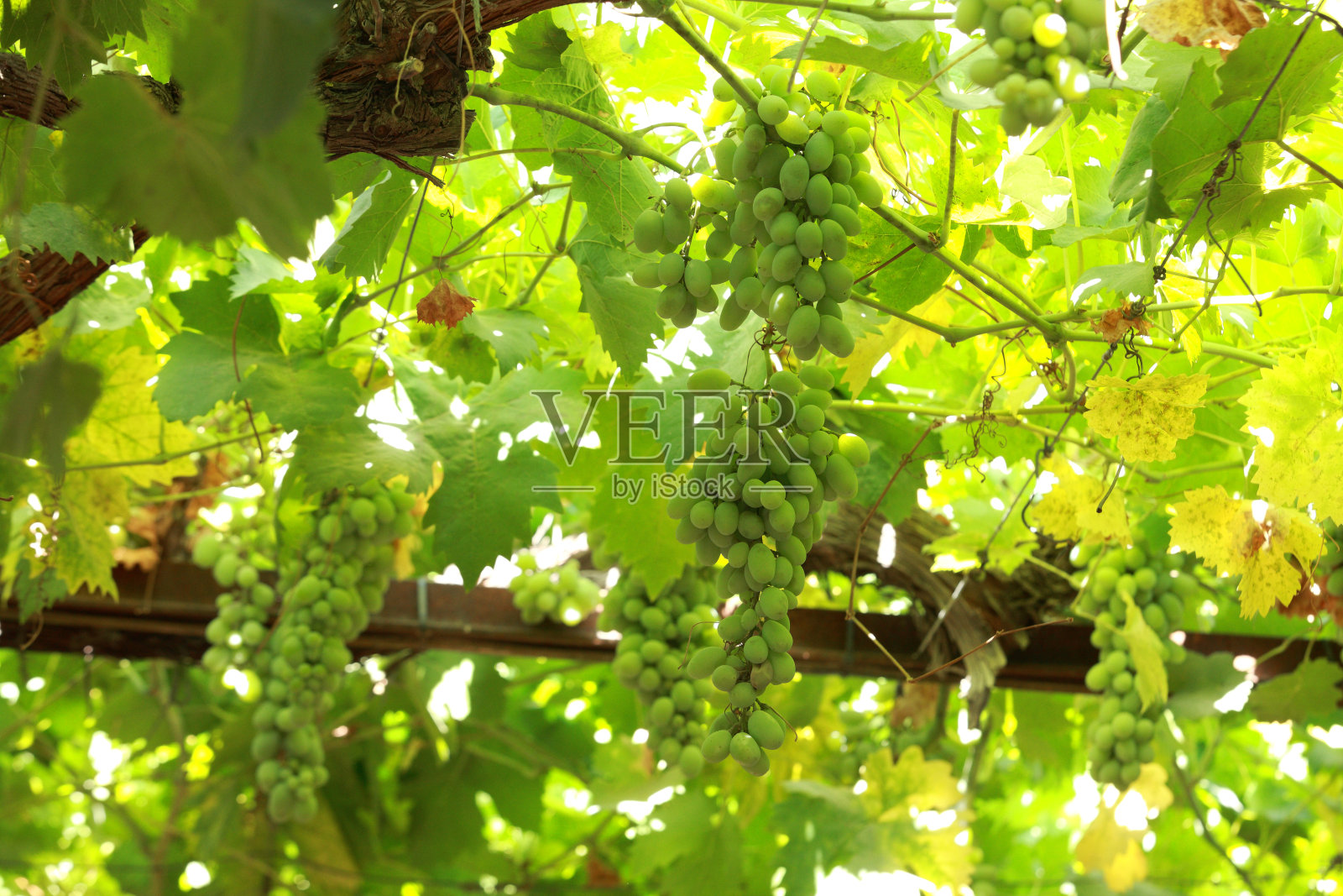 美味的绿色葡萄挂在藤上照片摄影图片