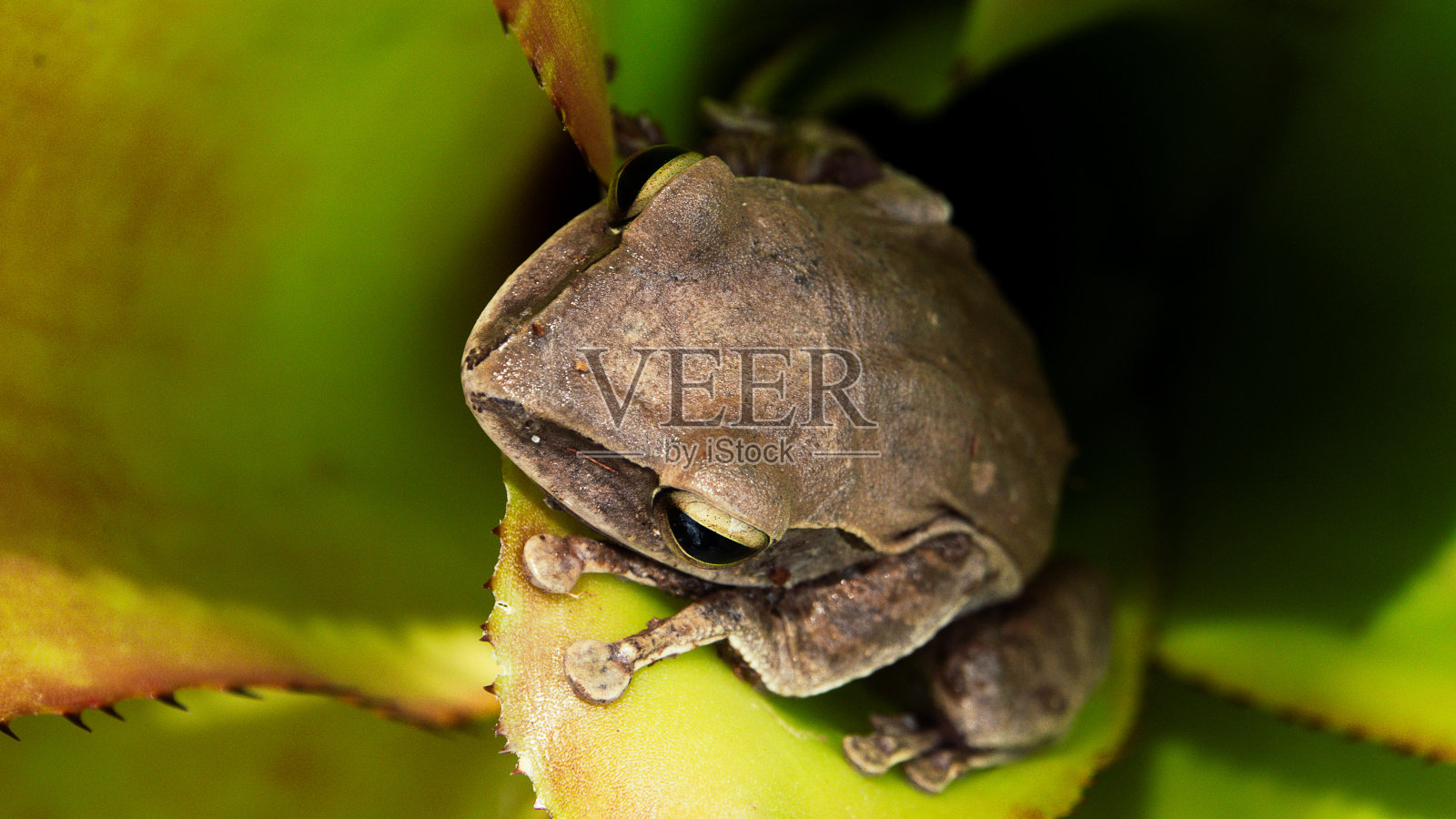 棕色树蛙的特写照片摄影图片