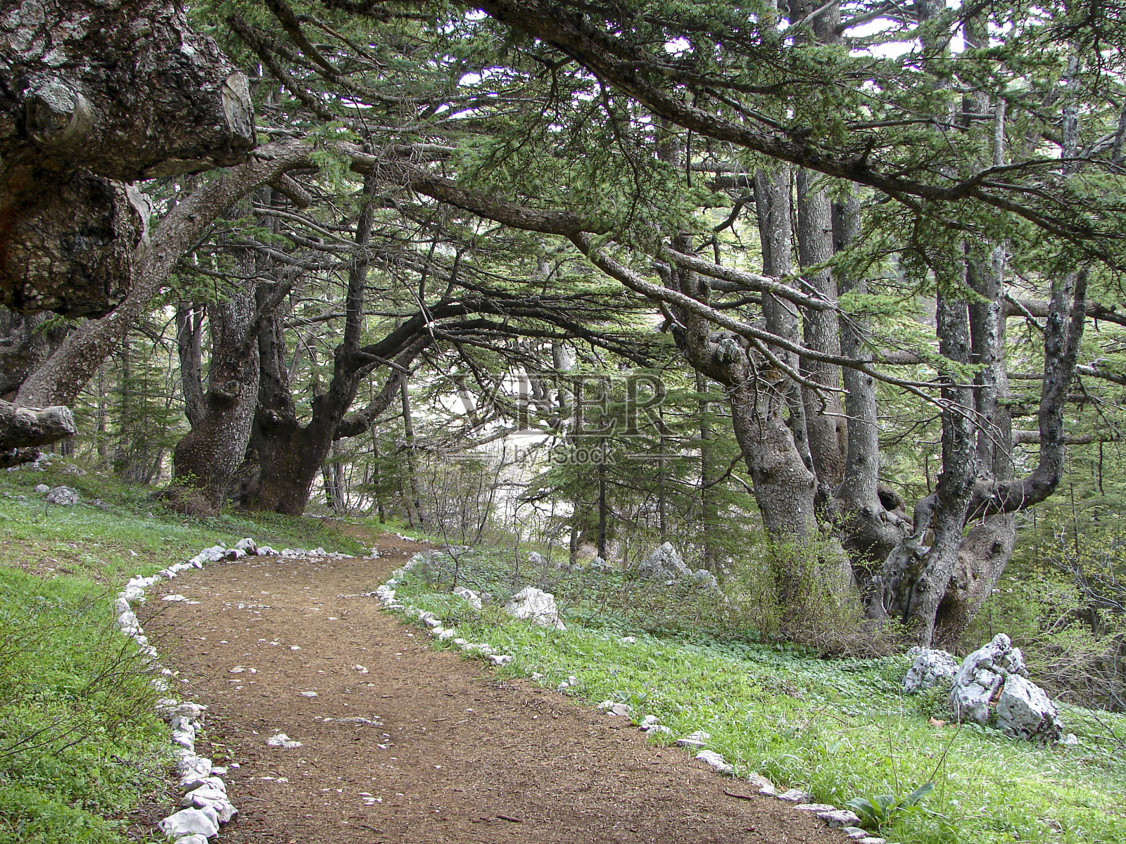黎巴嫩美丽的雪松树森林照片摄影图片