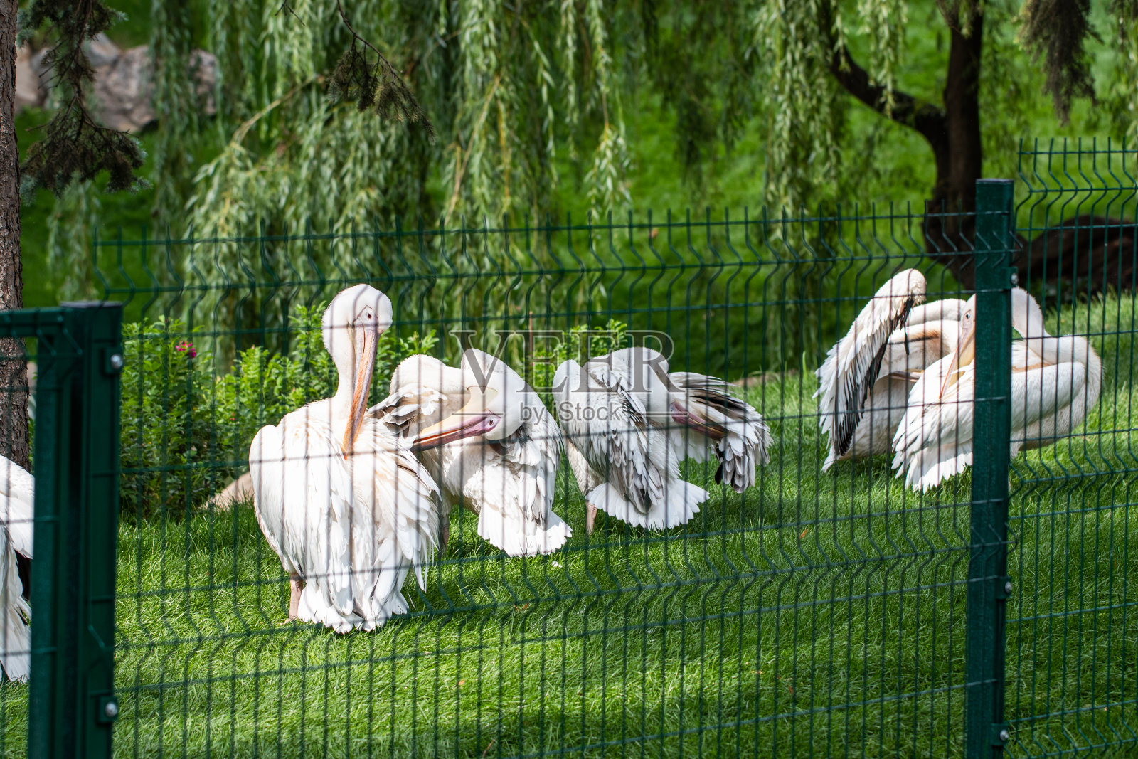 白鹈鹕，也被称为东部白鹈鹕照片摄影图片