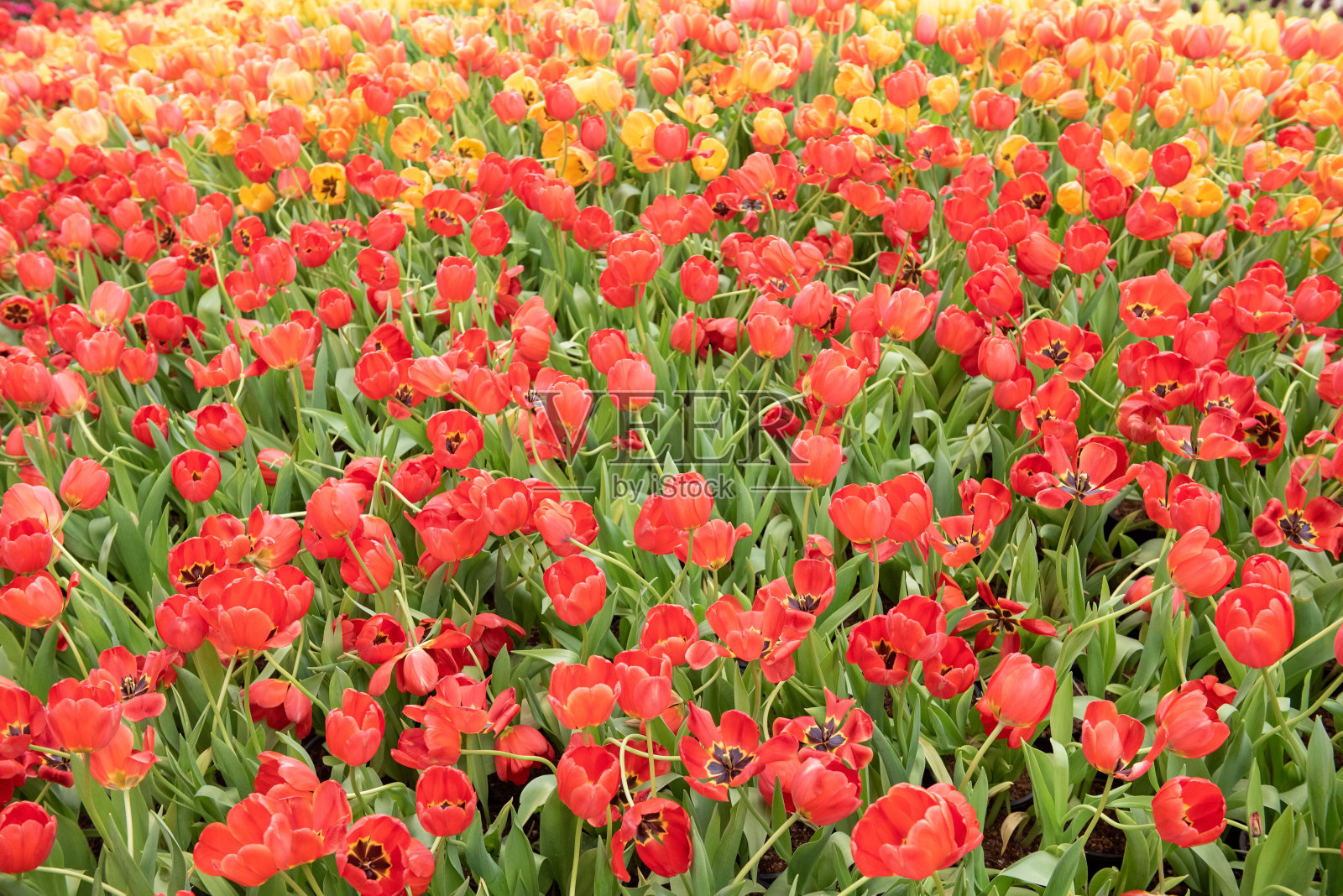 五颜六色的郁金香在花园里绽放。照片摄影图片