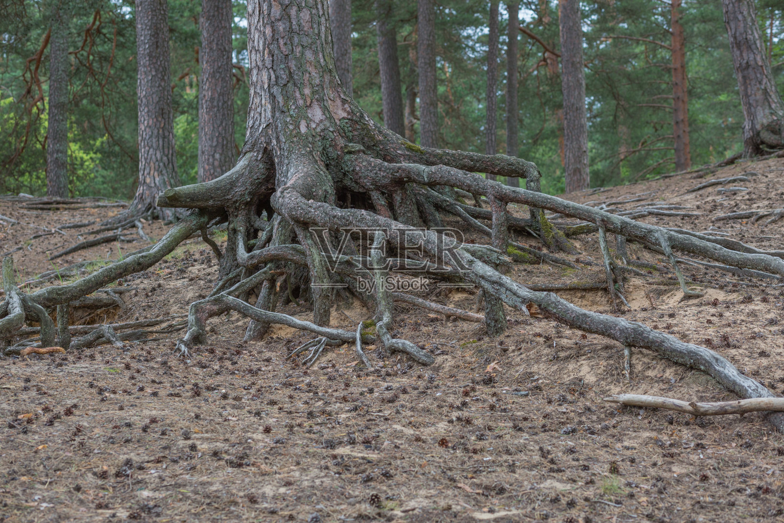 拉脱维亚共和国里加市。有树木和古老小径的森林。Juny 29。2019年旅游的照片。照片摄影图片