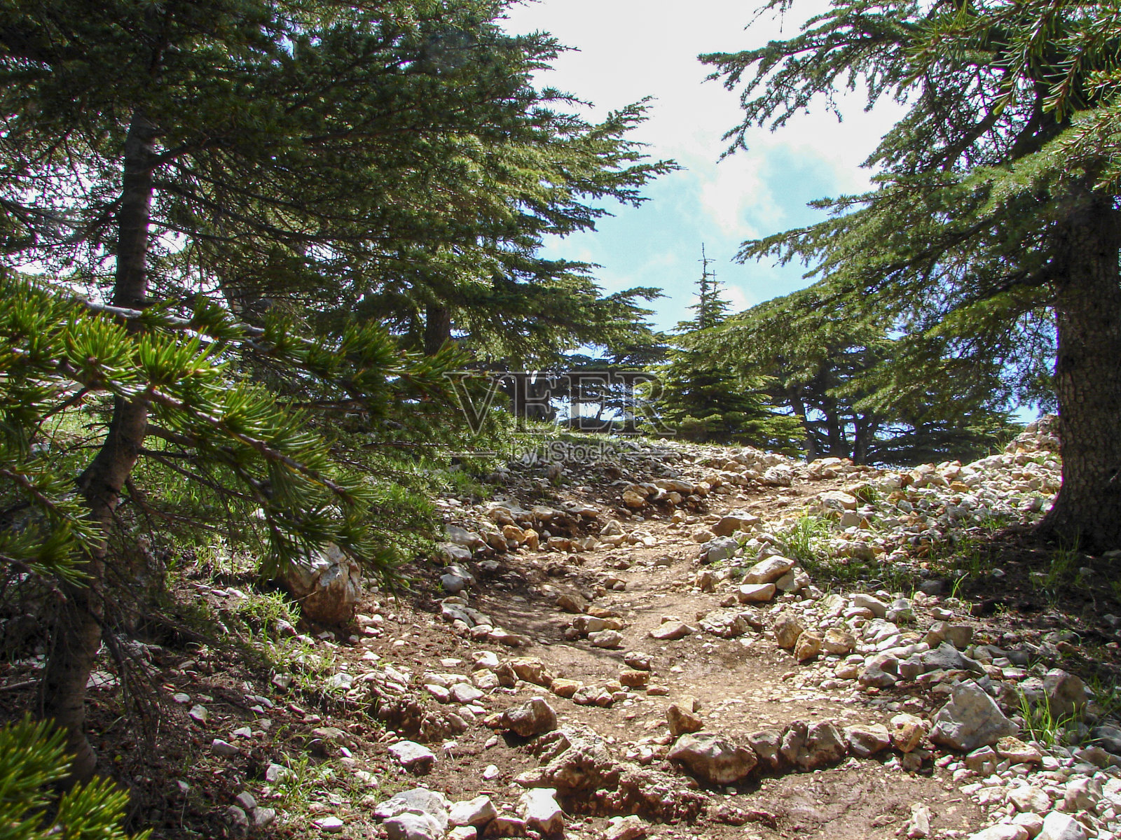 黎巴嫩美丽的雪松树森林照片摄影图片