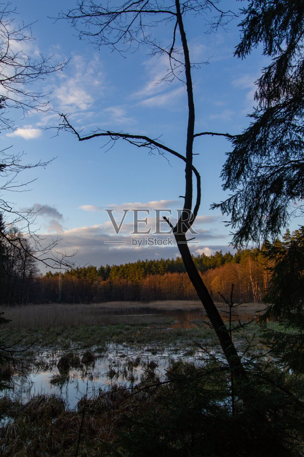 森林中央的一个小湖的照片。照片摄影图片