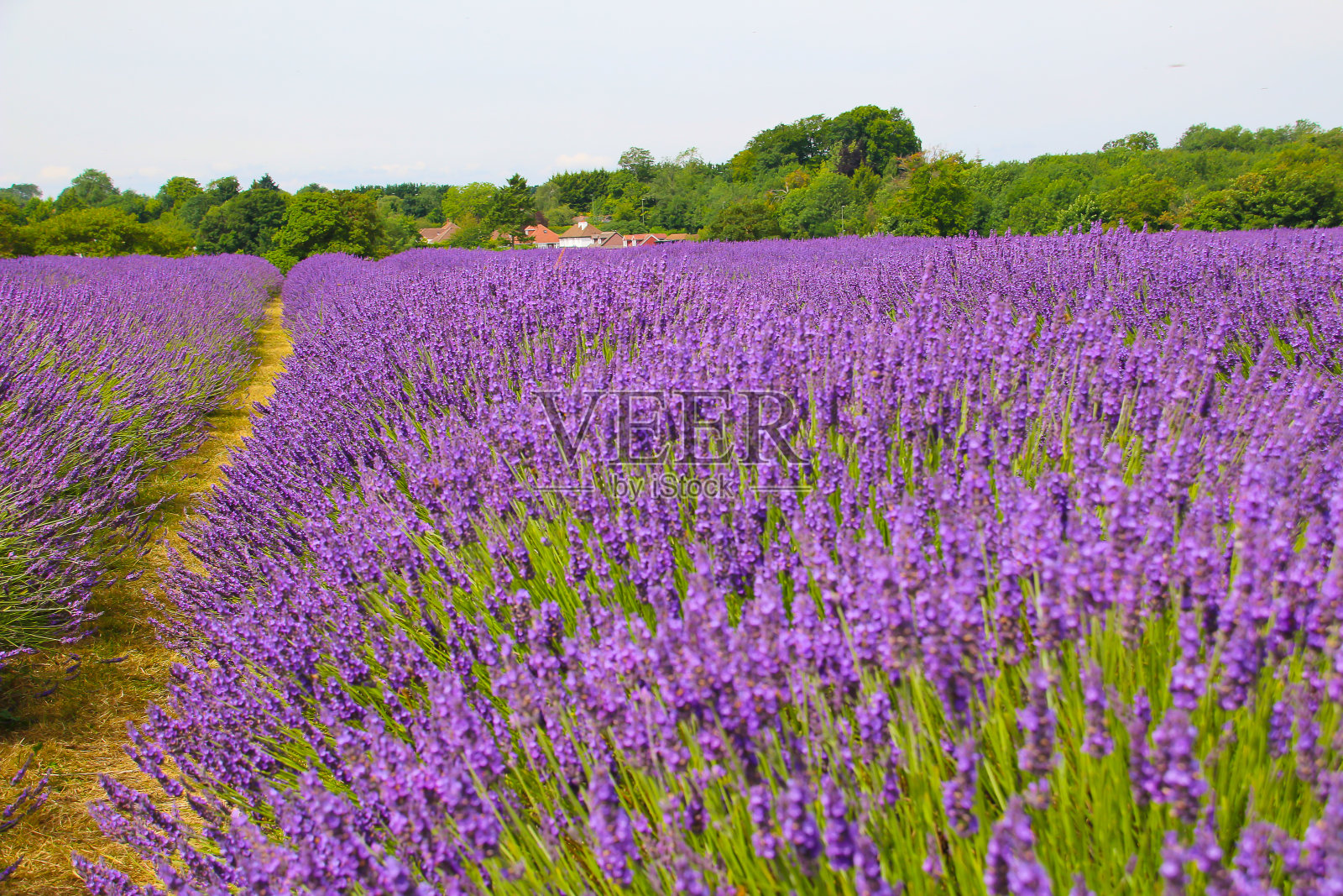 夏天的田野照片摄影图片
