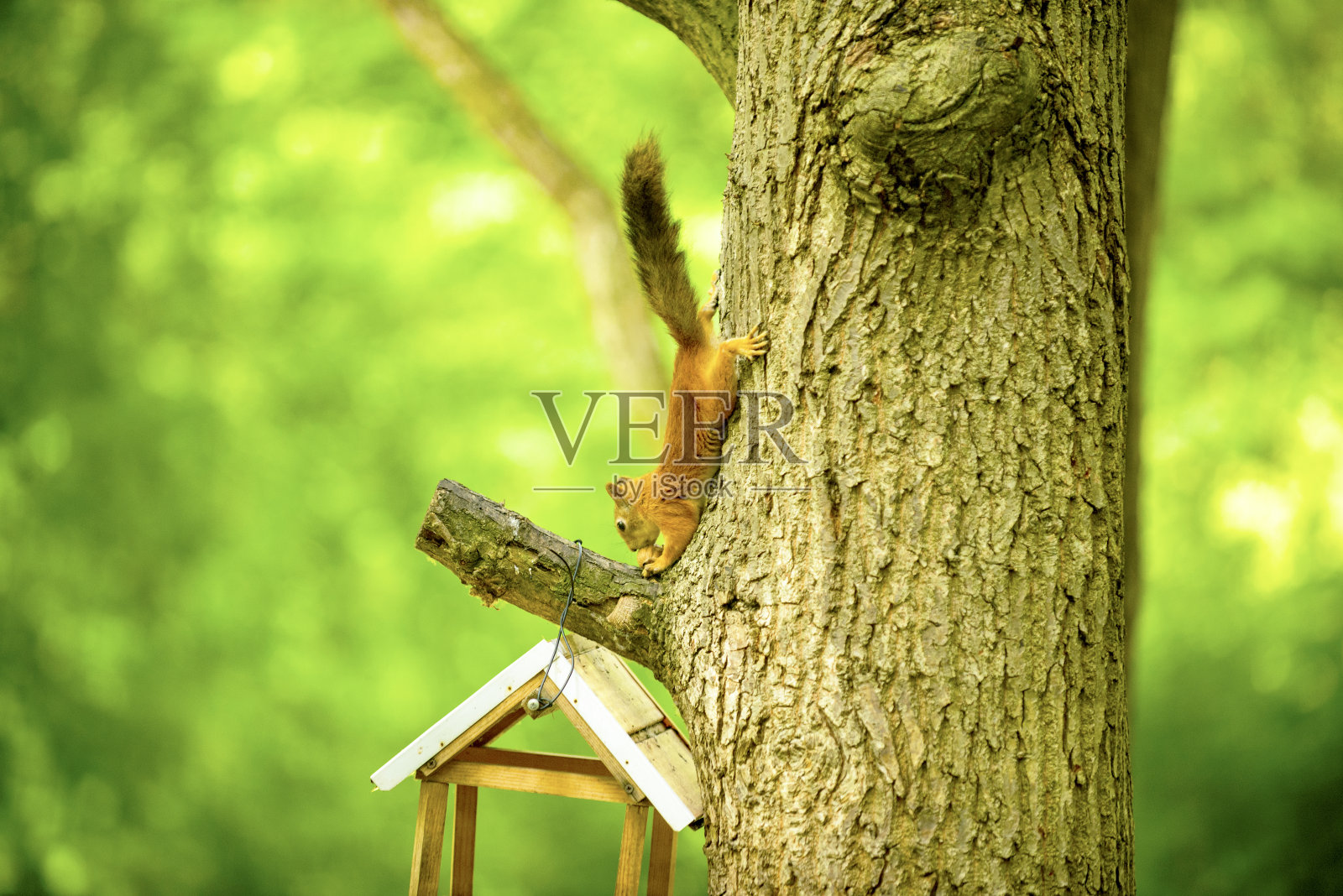 橡树上的松鼠吃核桃照片摄影图片