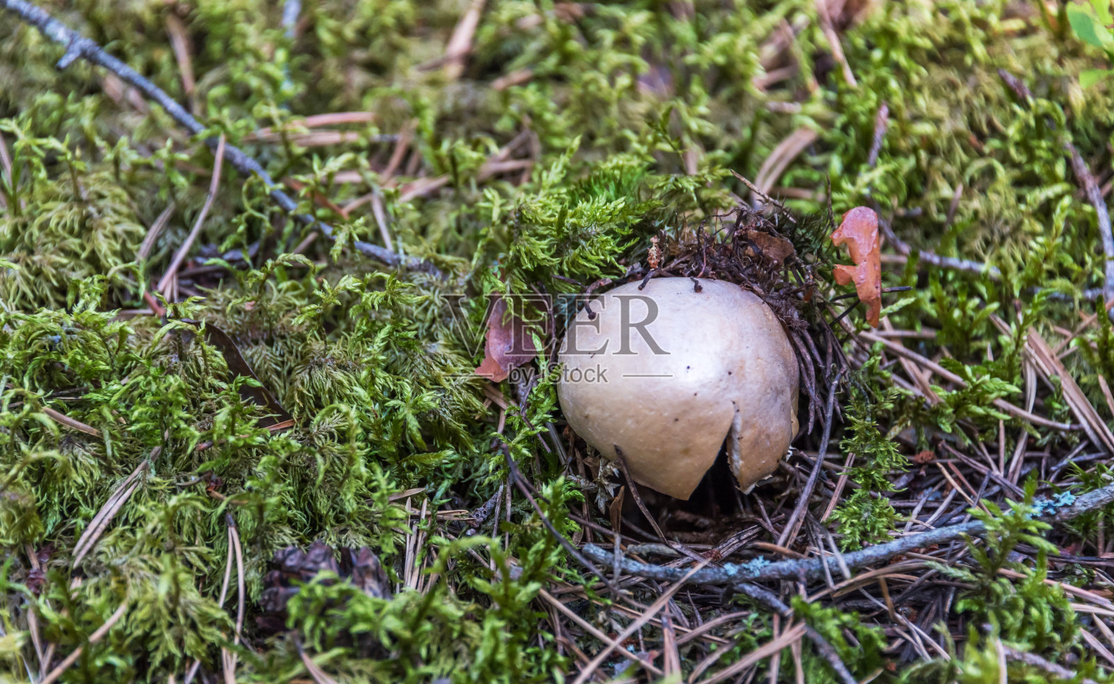 拉脱维亚夏季森林地面上蘑菇的特写照片摄影图片