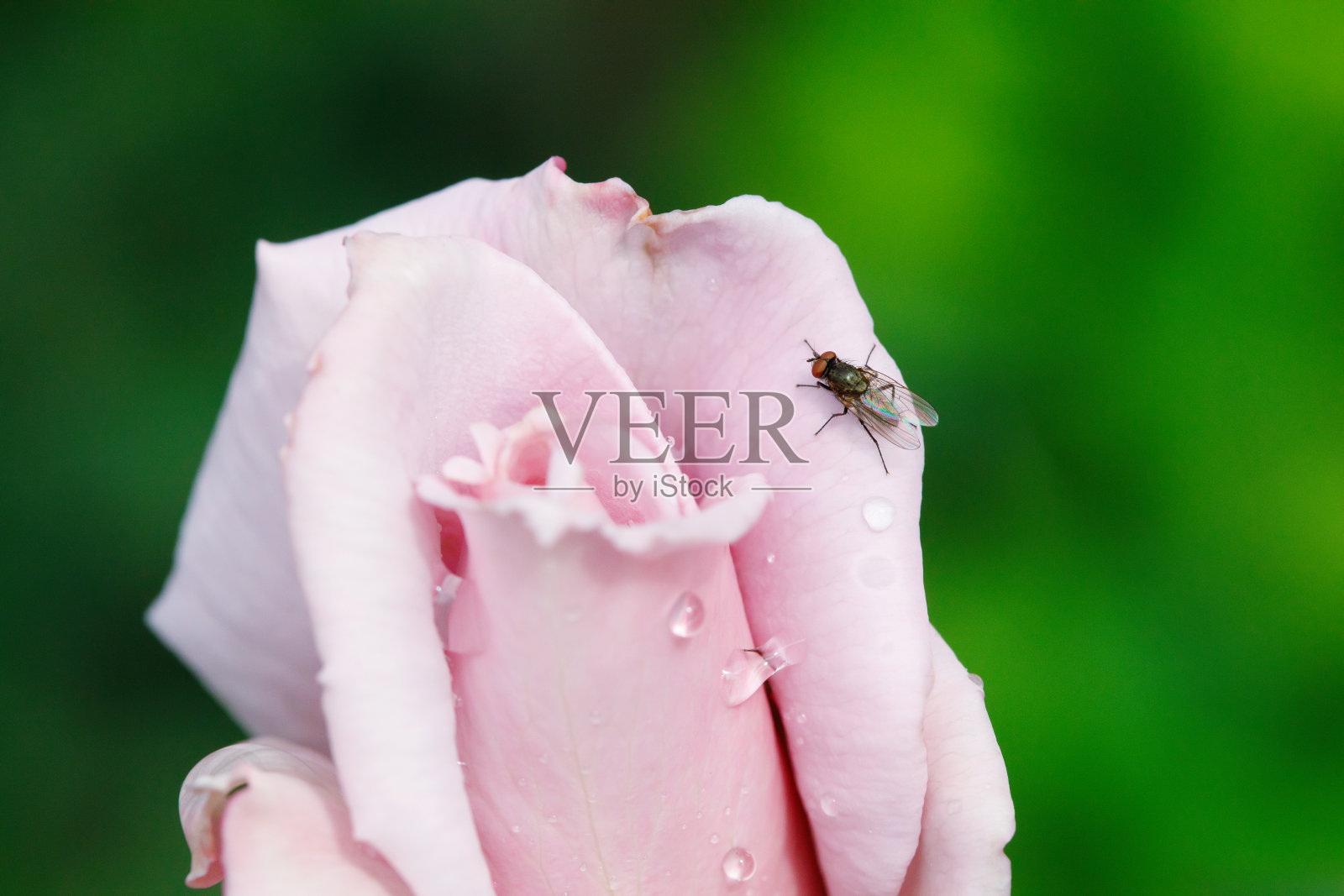黑色的苍蝇在粉红色的玫瑰花蕾在花园里照片摄影图片
