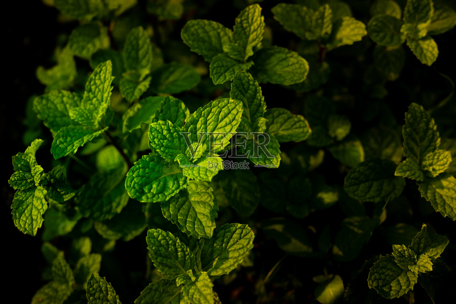 薄荷照片摄影图片