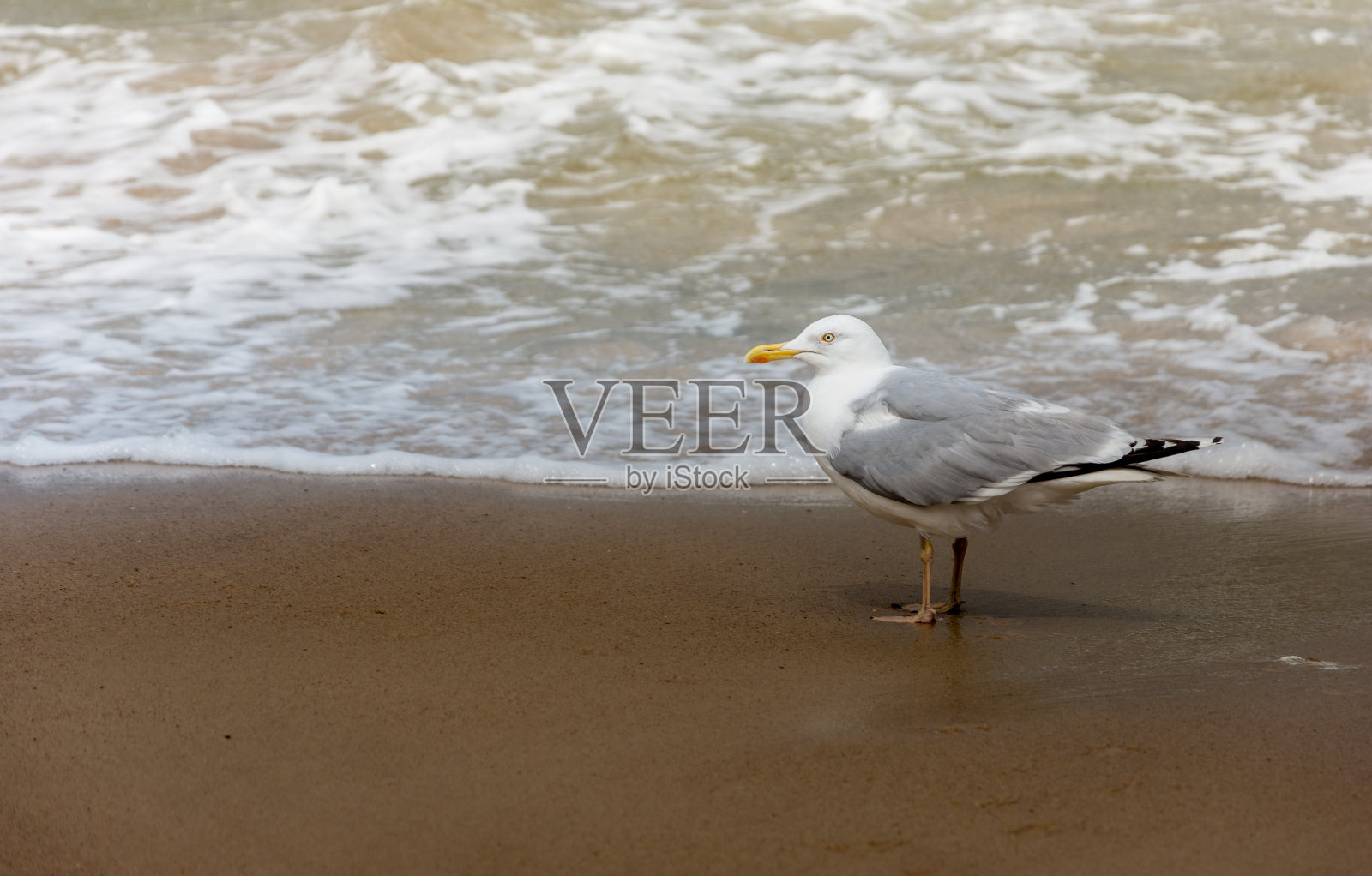 海边孤独的海鸥照片摄影图片