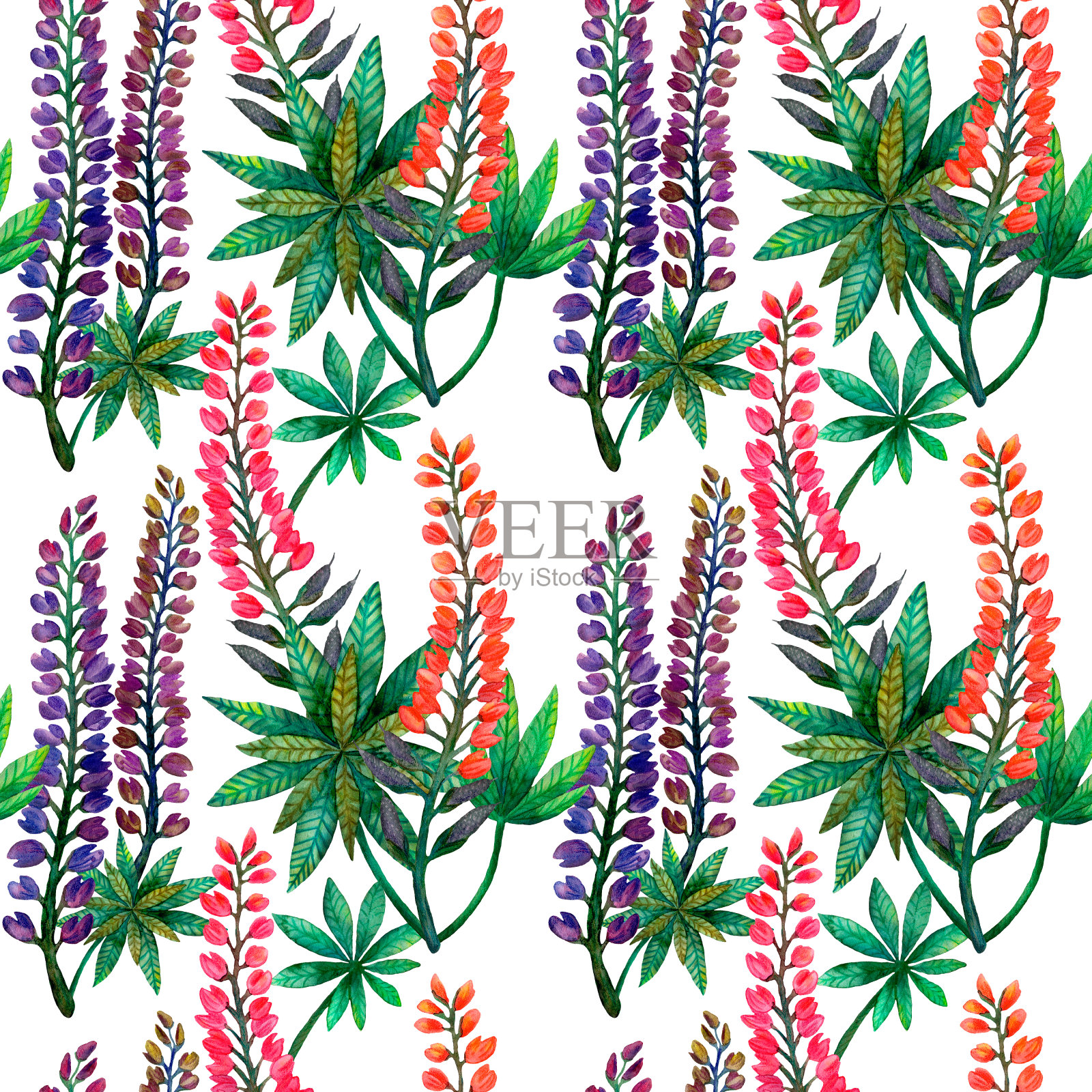 水彩羽扇豆。无缝鲜艳多彩的夏季花图案上的白色背景插画图片素材