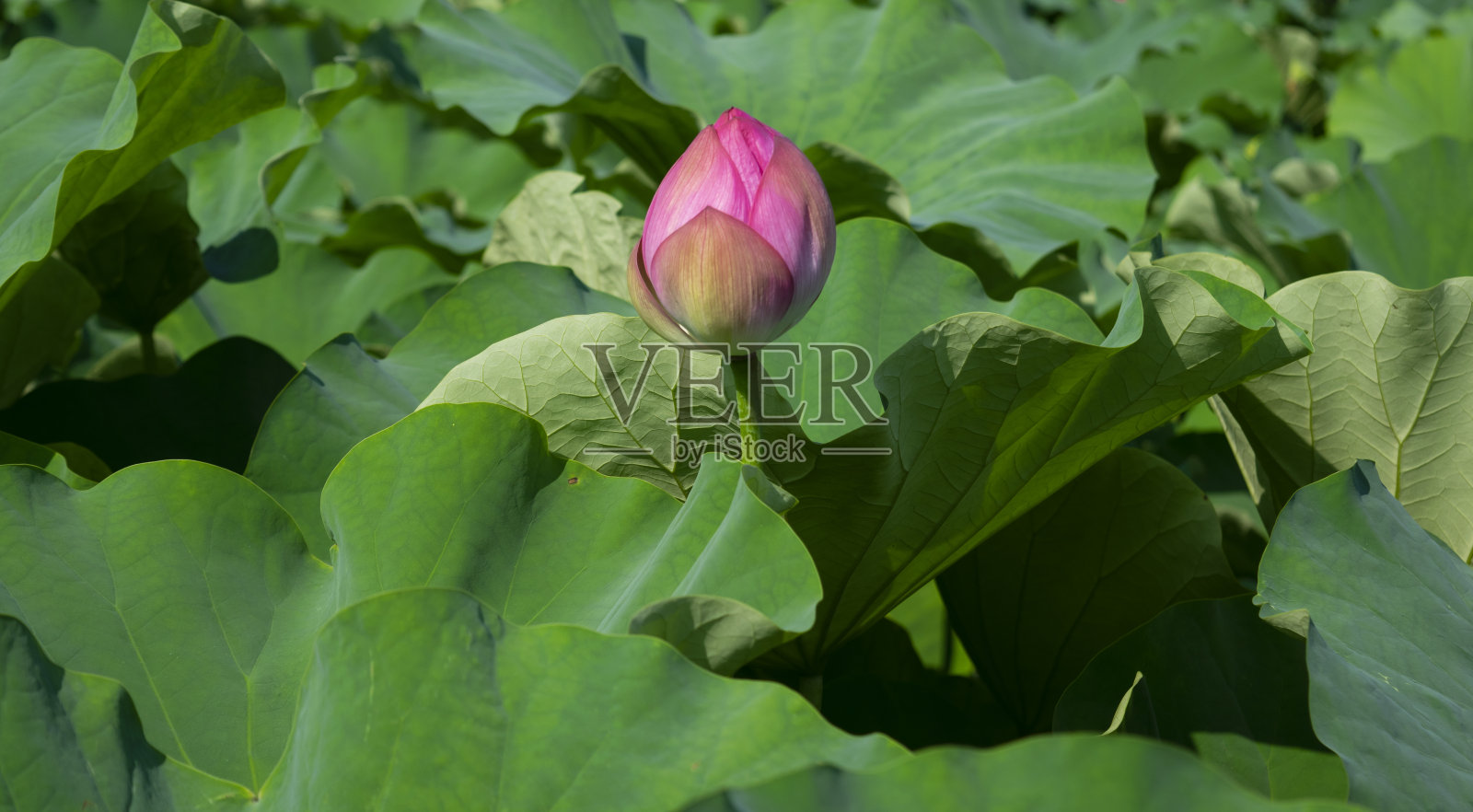 莲花盛开照片摄影图片