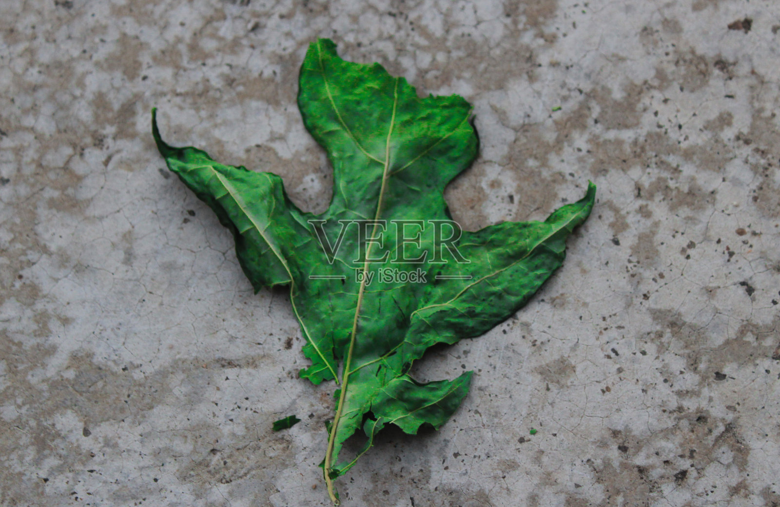 秋天的落叶照片摄影图片