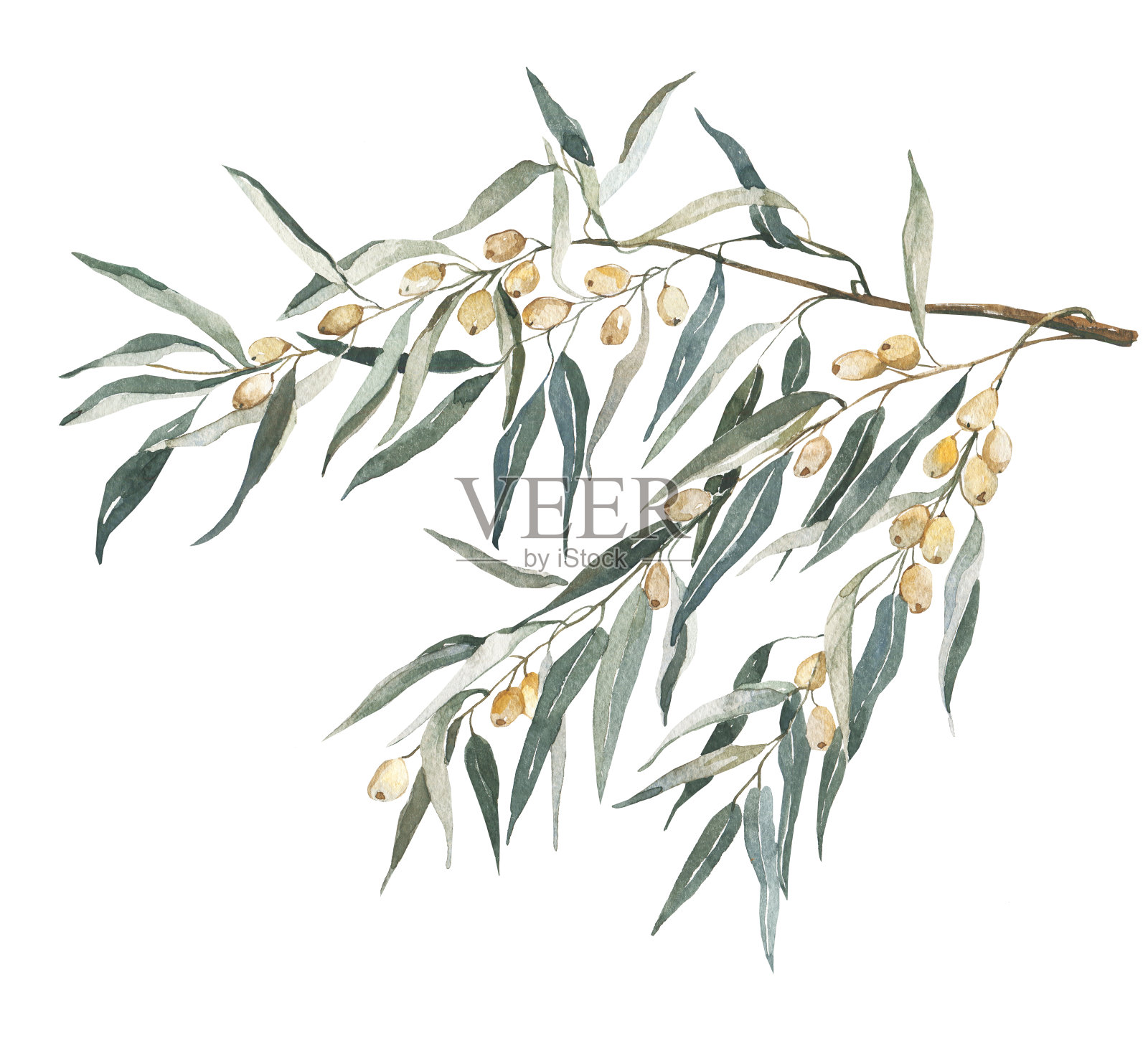 水彩植物框架与小枝和橄榄。乡村婚礼。婚礼的邀请。贺卡。婚礼设计的布局。插画图片素材