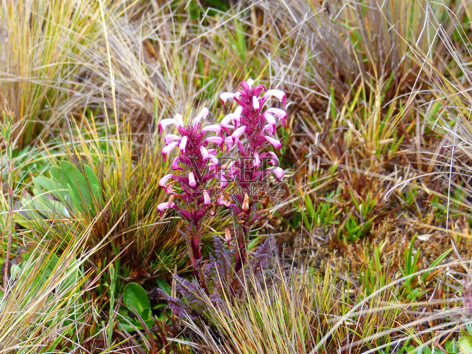 马先蒿，安第斯山脉的花páramos照片摄影图片