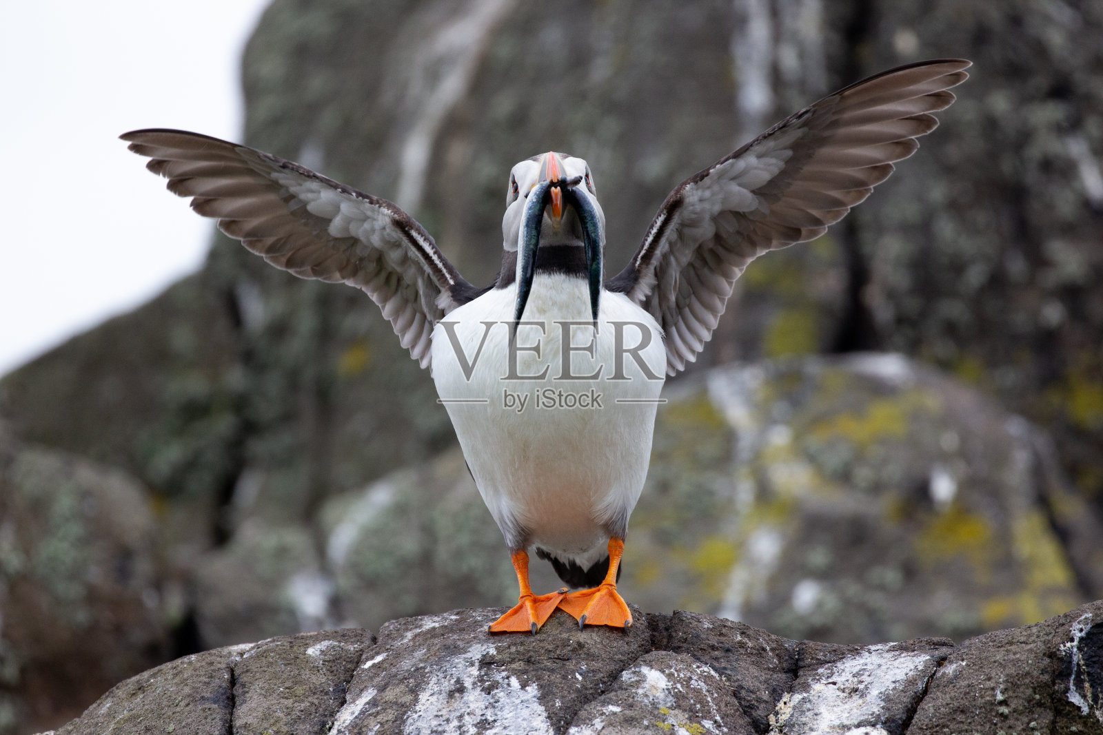 皇家空军中校照片摄影图片