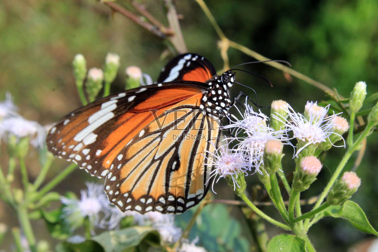 蝴蝶(Danaus genutia)授粉。照片摄影图片