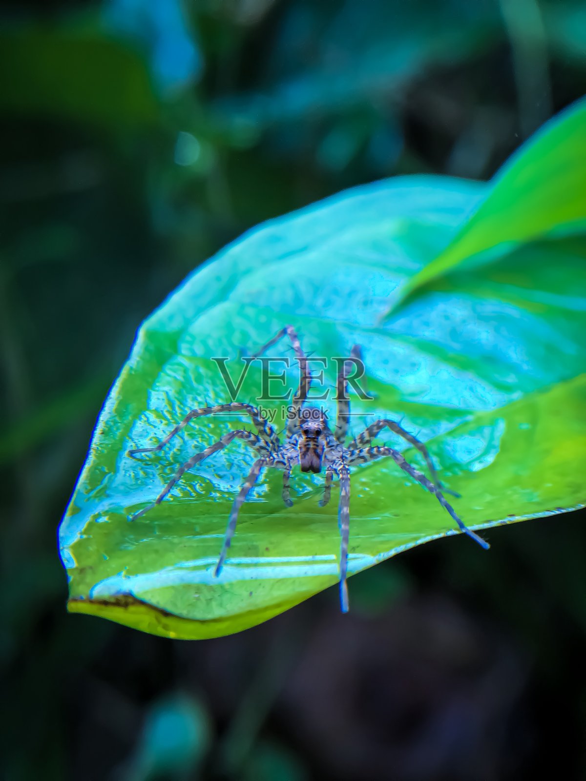 小蜘蛛坐在潮湿的叶子上照片摄影图片