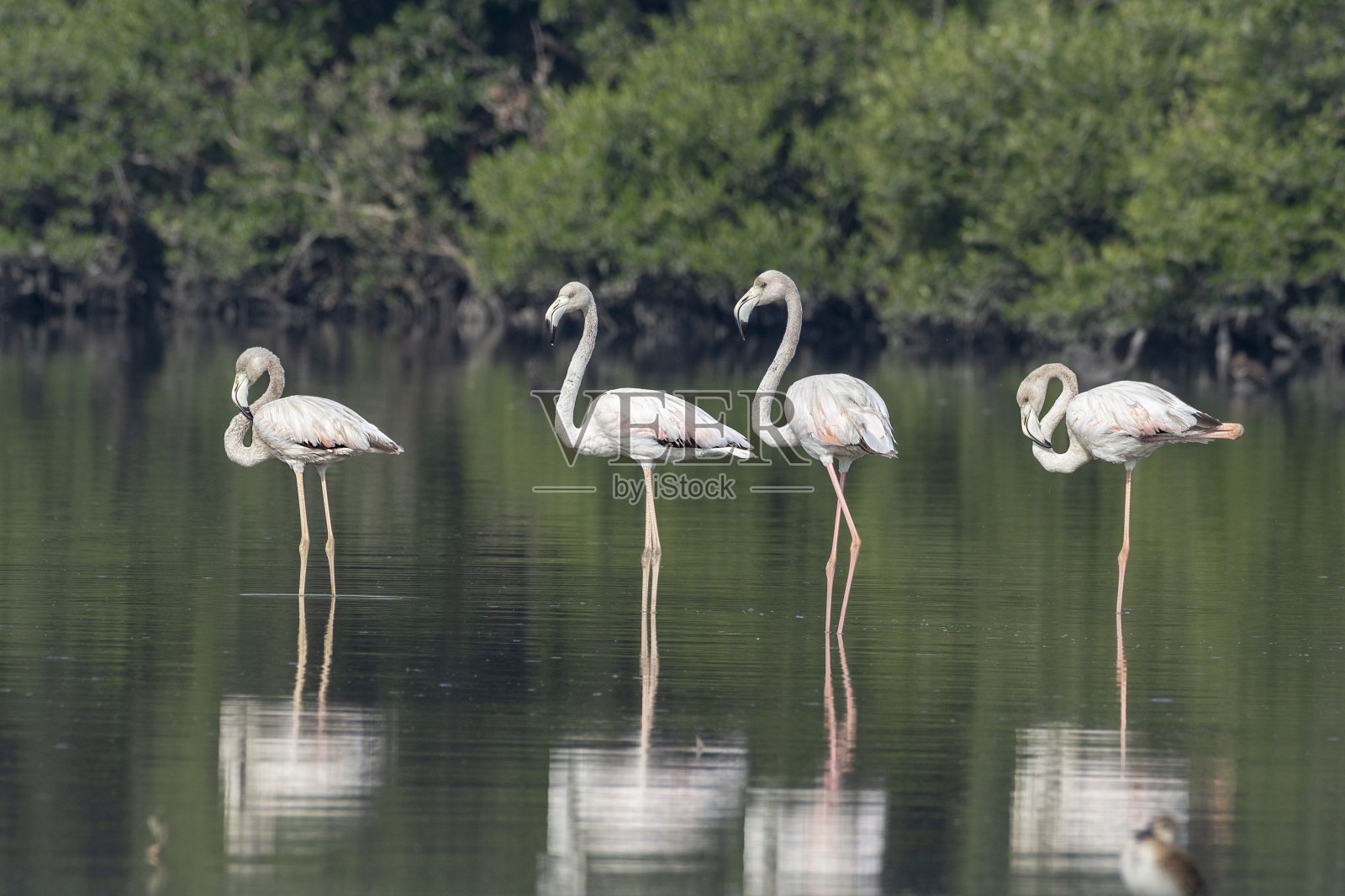更大的火烈鸟。照片摄影图片