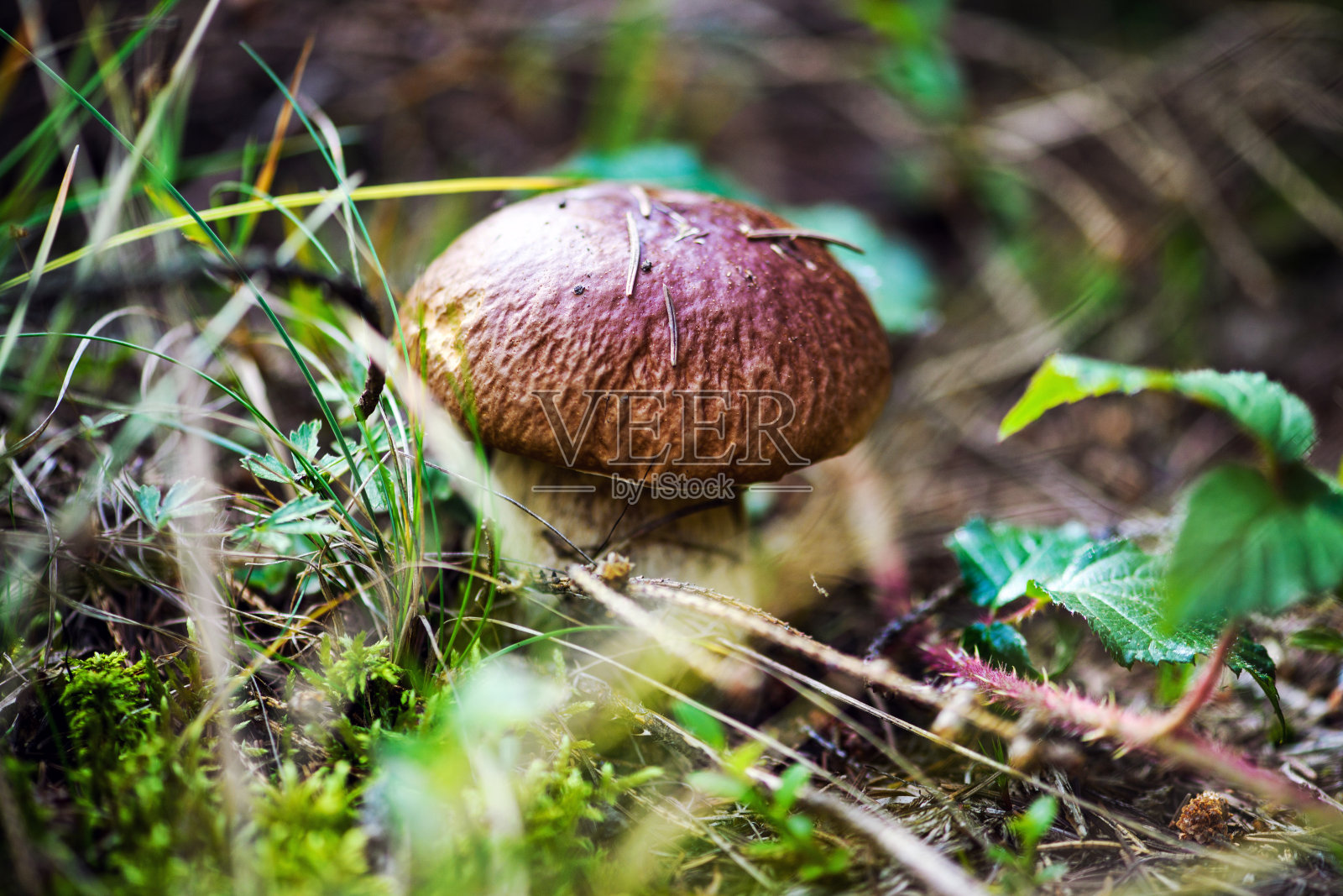 森林苔藓上的牛肝菌。在森林里寻找和采摘蘑菇。牛肝菌是一种可食用的蘑菇。健康和美味的食物。照片摄影图片