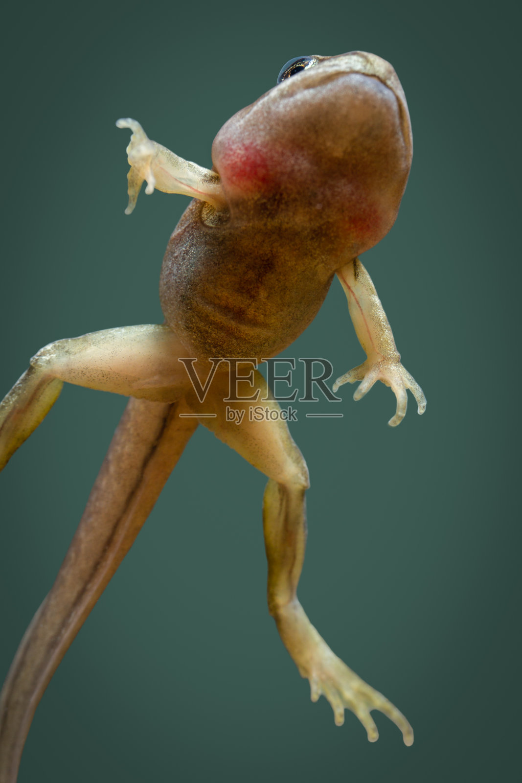 四处游动的小型欧洲青蛙照片摄影图片