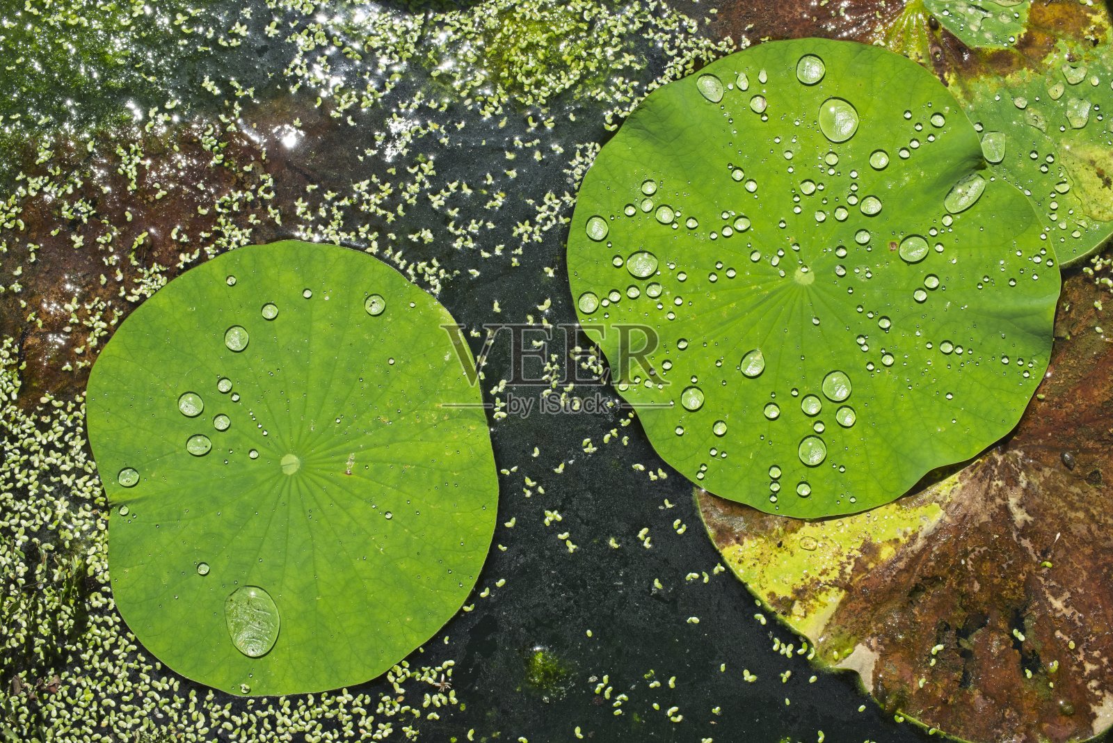 荷花的叶子和芽。照片摄影图片