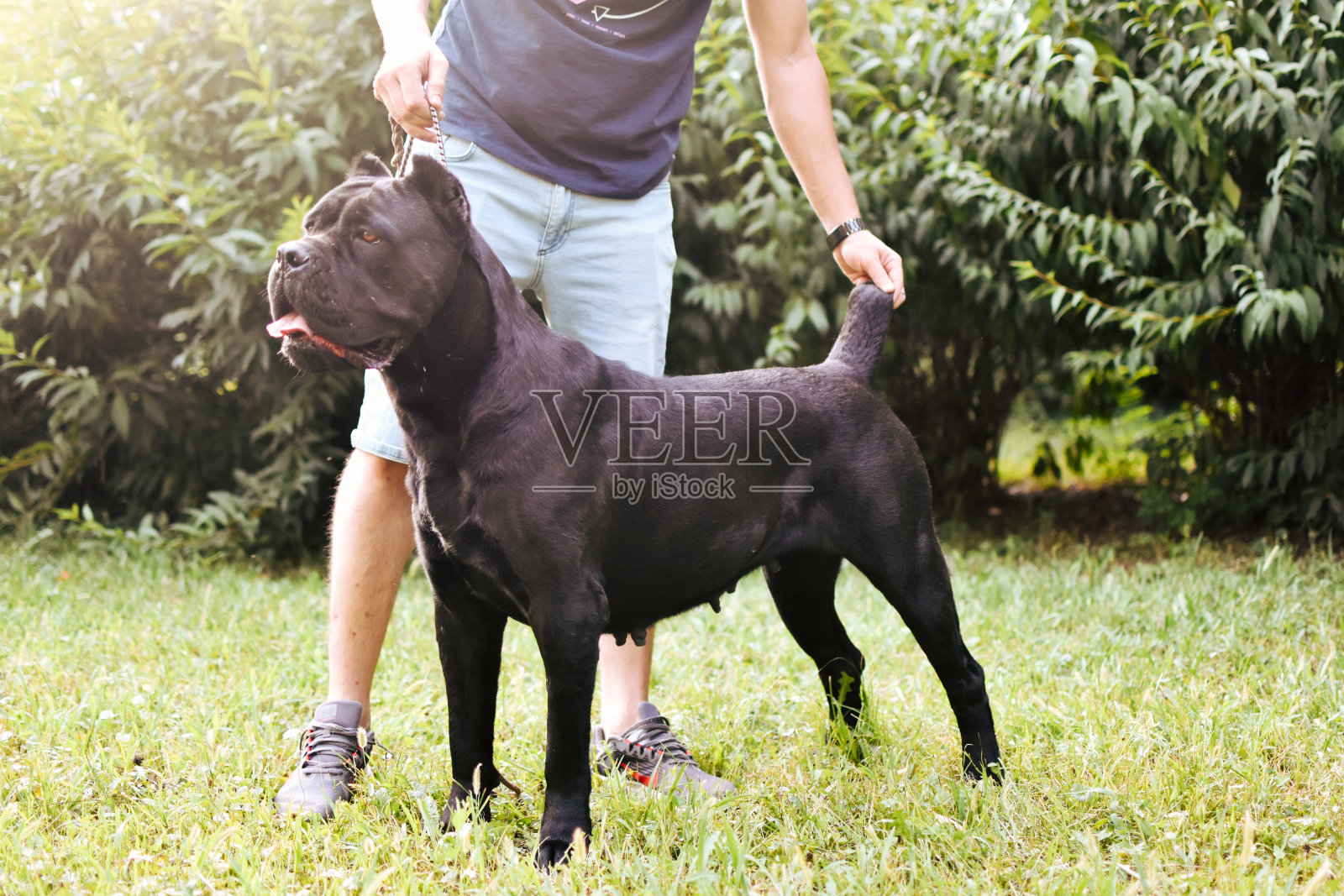 成人科西嘉照片摄影图片