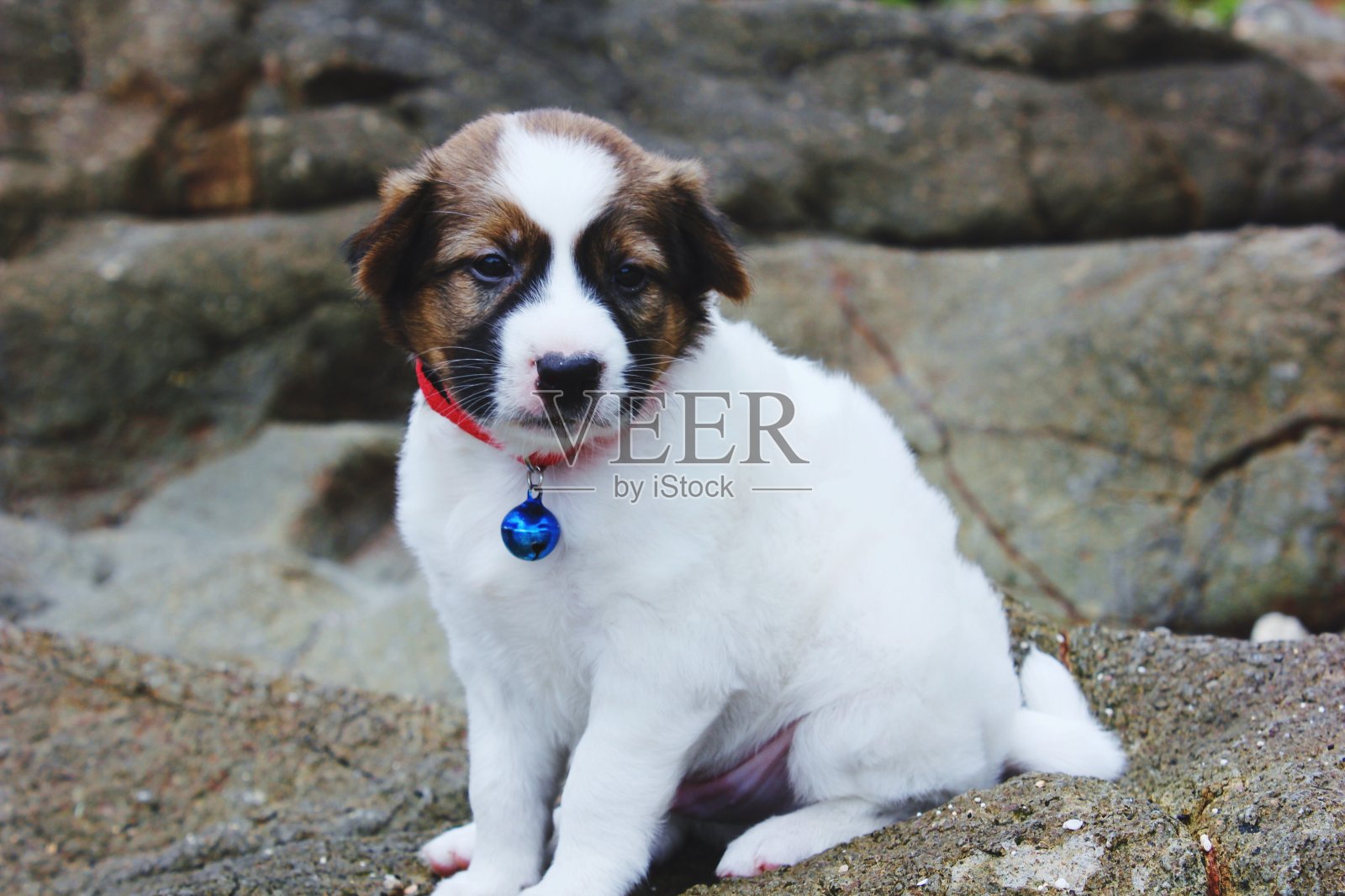 日惹海滩上的白狗照片摄影图片