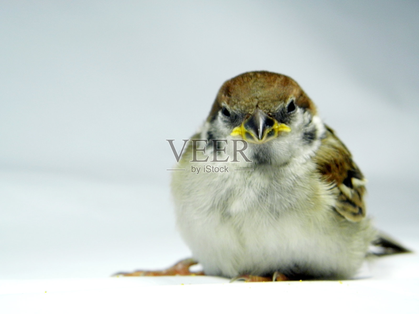 白色背景上的欧亚树麻雀鸟，特写照片照片摄影图片