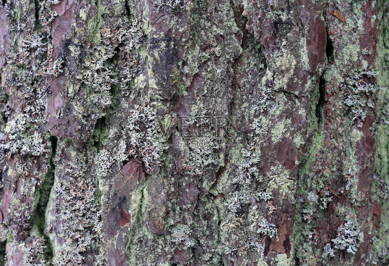 树干的老风化树覆盖着一些地衣照片摄影图片
