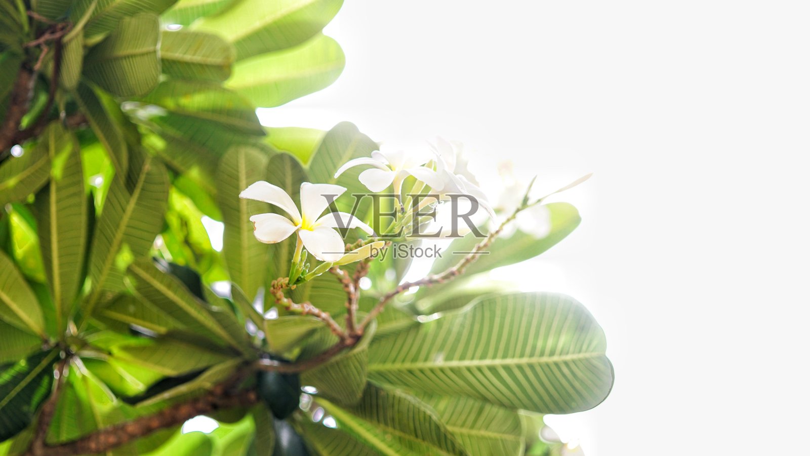 另一个在阳光下的头的景色照片摄影图片