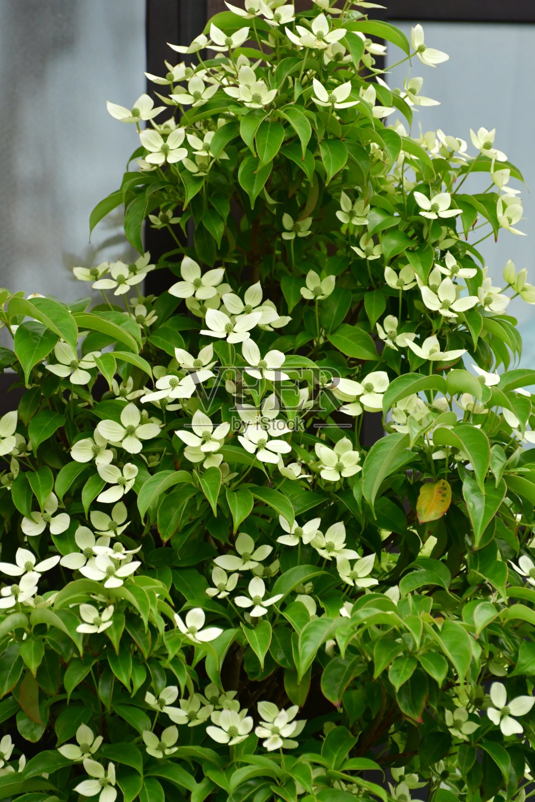 科努斯库萨/日本狗木照片摄影图片