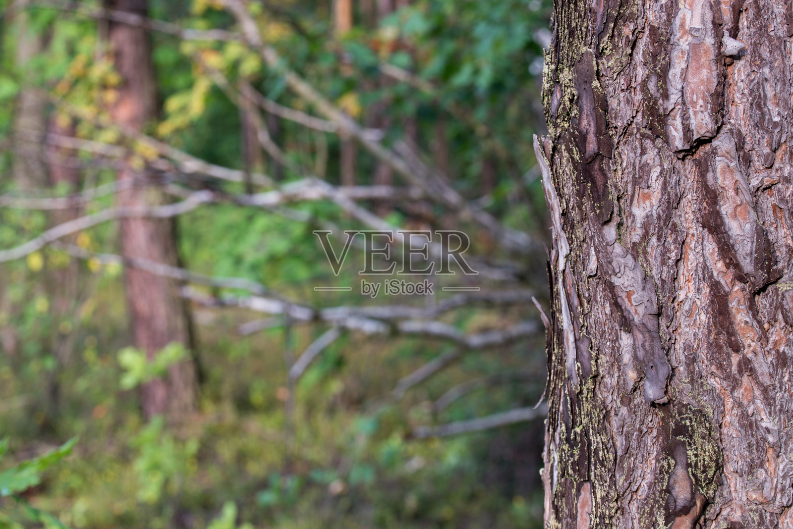 天然林中的树木照片摄影图片