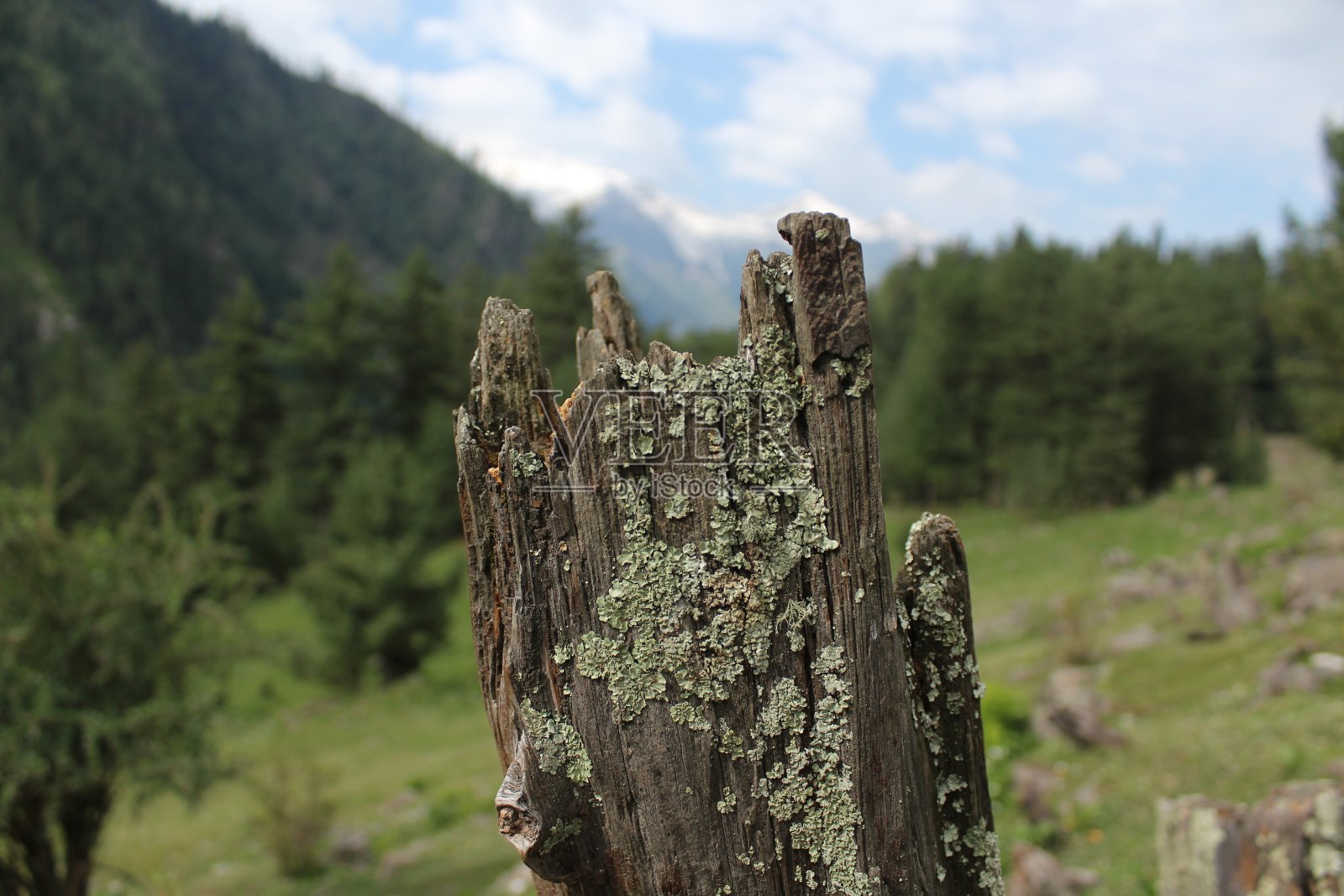 绿意盎然的山谷照片摄影图片