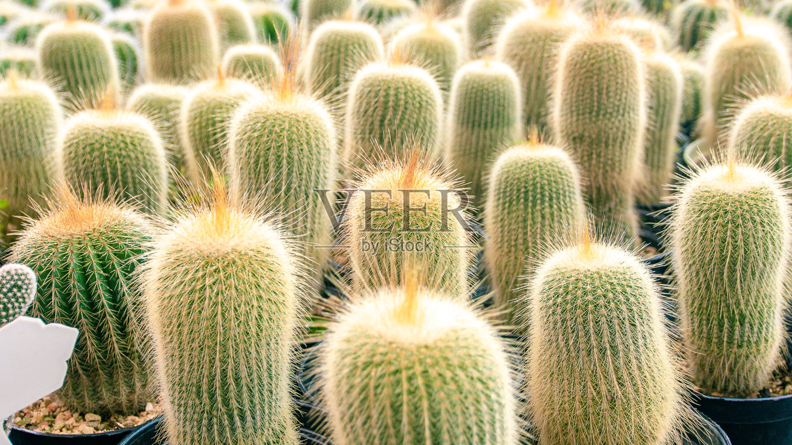 仙人掌肉质植物特写照片摄影图片