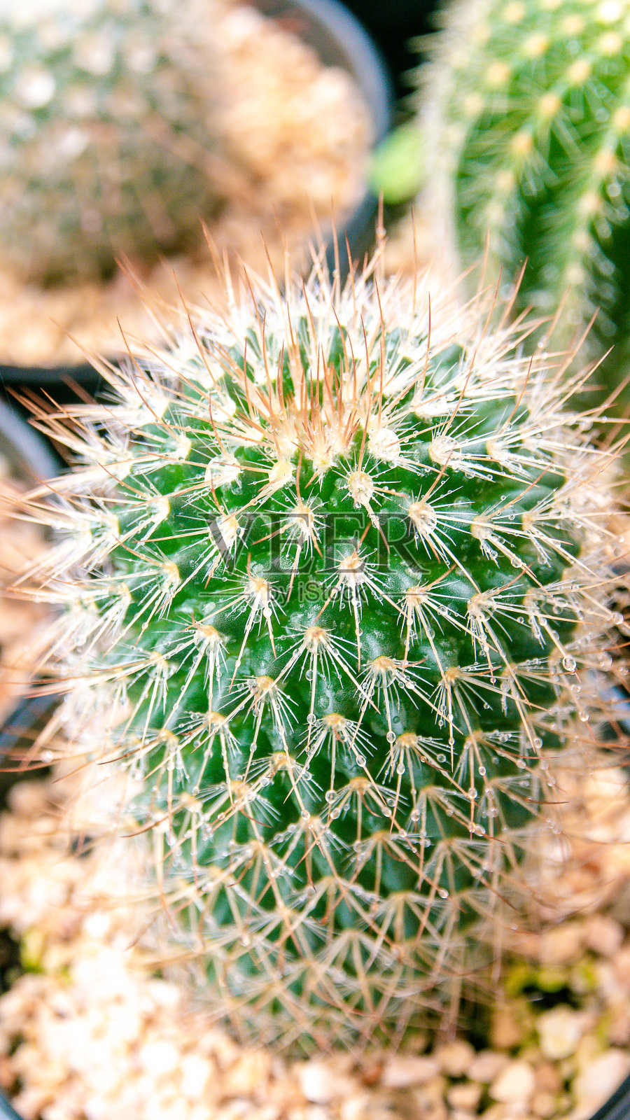 仙人掌肉质植物特写照片摄影图片