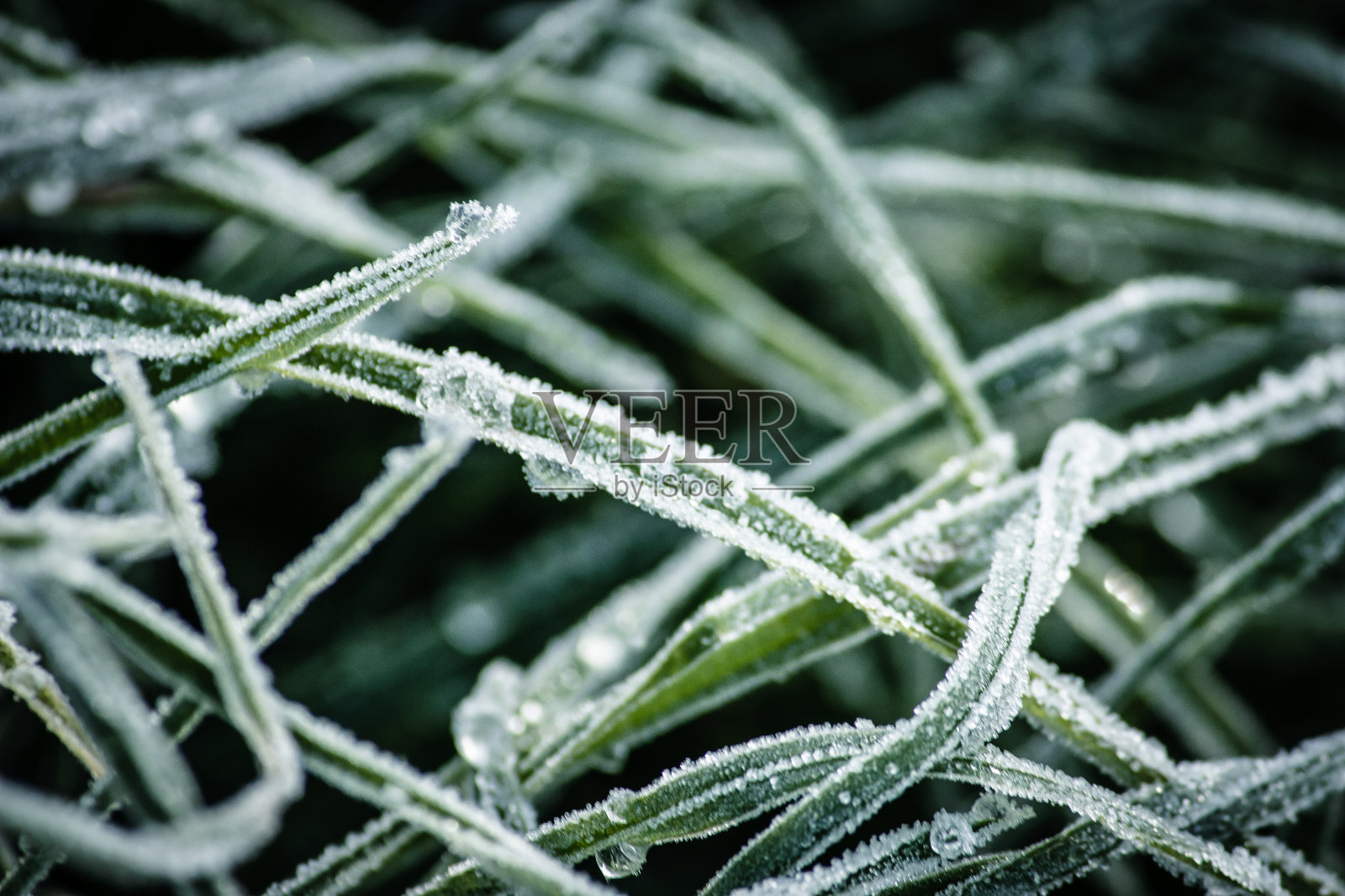 霜冻植物，冬季天气寒冷照片摄影图片