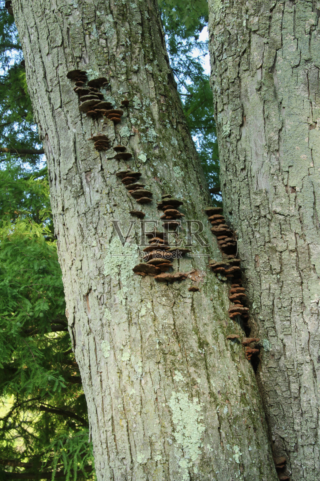 架子上的真菌照片摄影图片