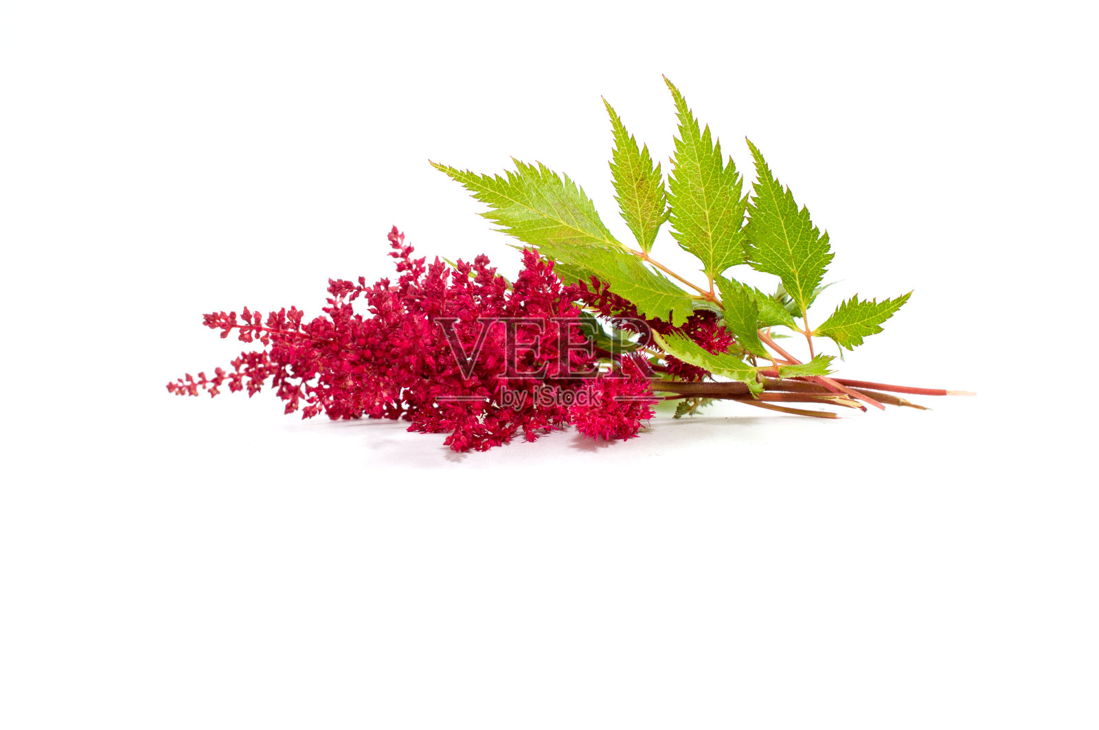 红色花朵孤立在白色背景上照片摄影图片