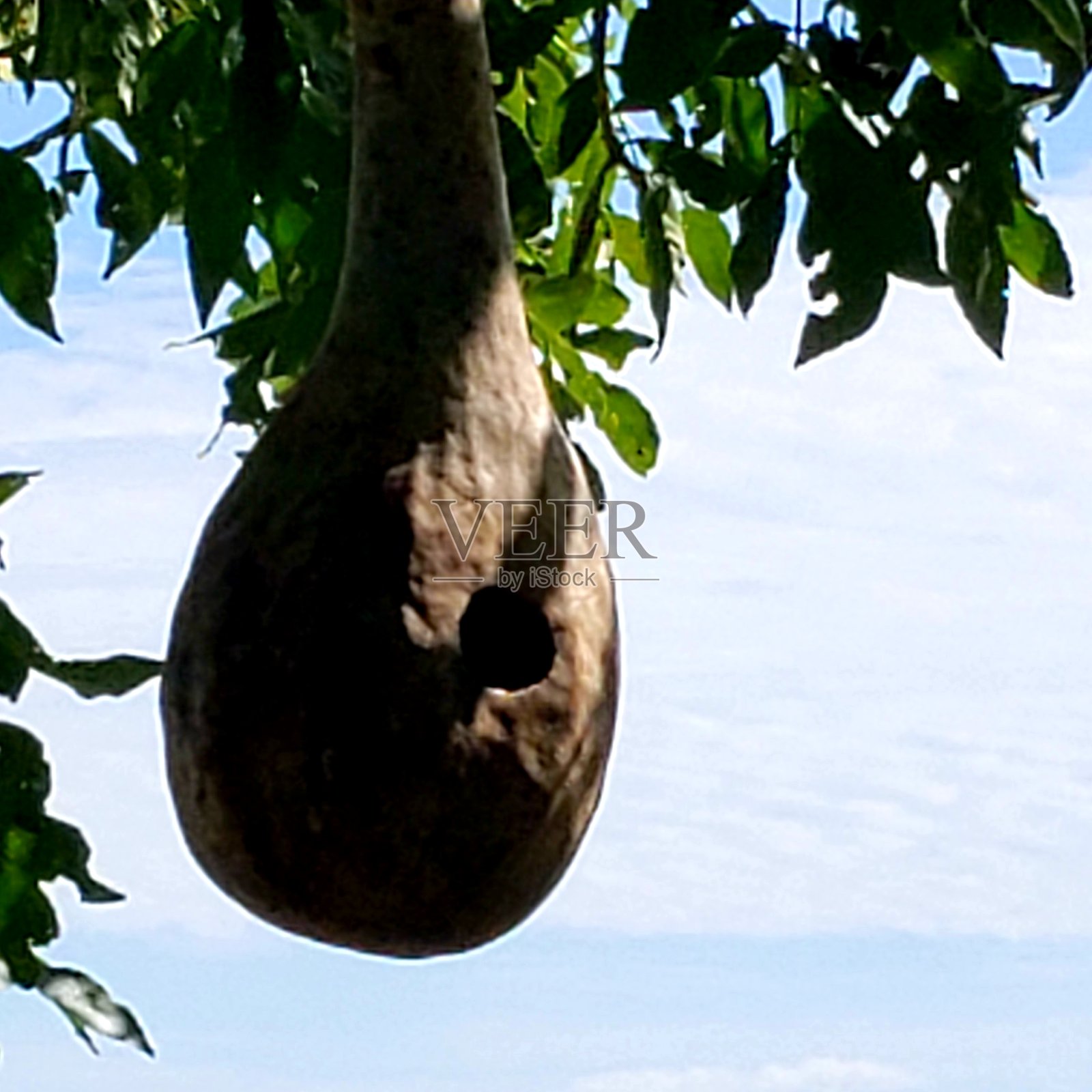 空的壁球鹪鹩房子照片摄影图片