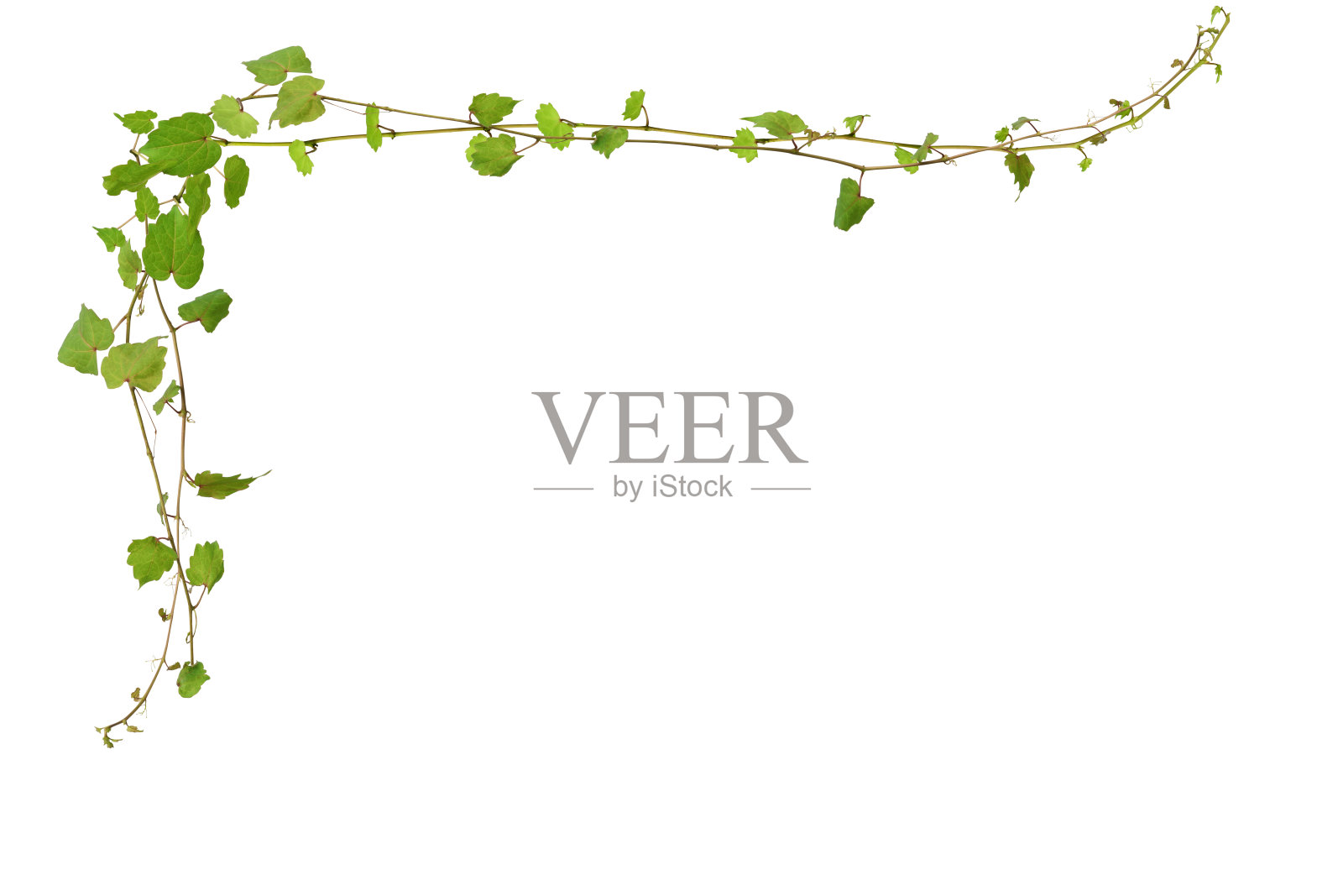 白色背景上的常春藤边界的孤立镜头照片摄影图片