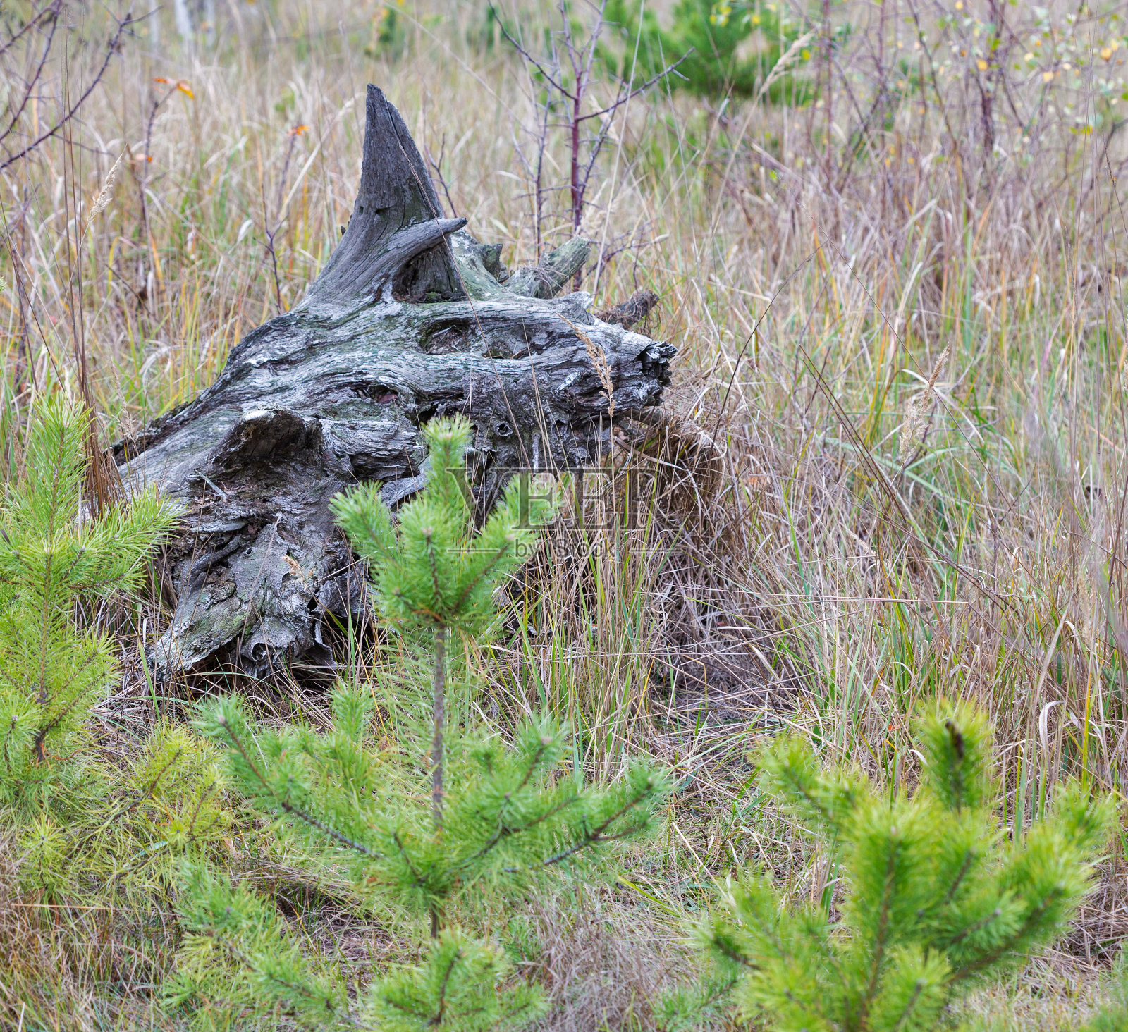 乌克兰森林中的一个烧焦的树桩照片摄影图片