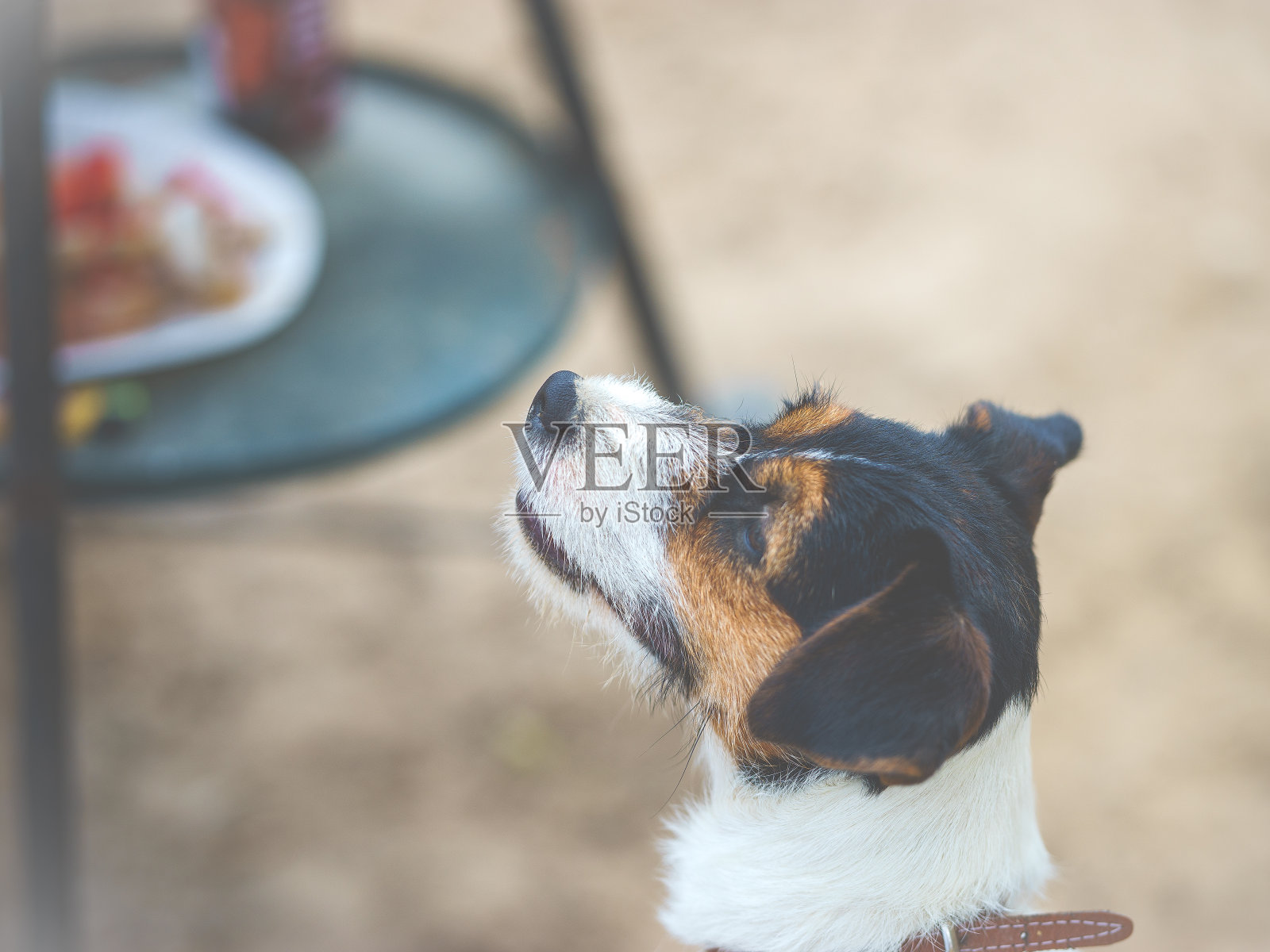 女杰克罗素梗的肖像照片摄影图片