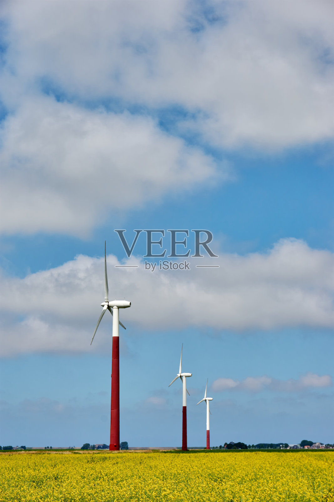 黄黄的油菜田里的风力涡轮机照片摄影图片